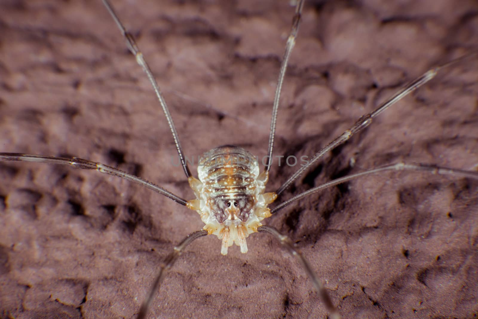 Harvestmen on a wall