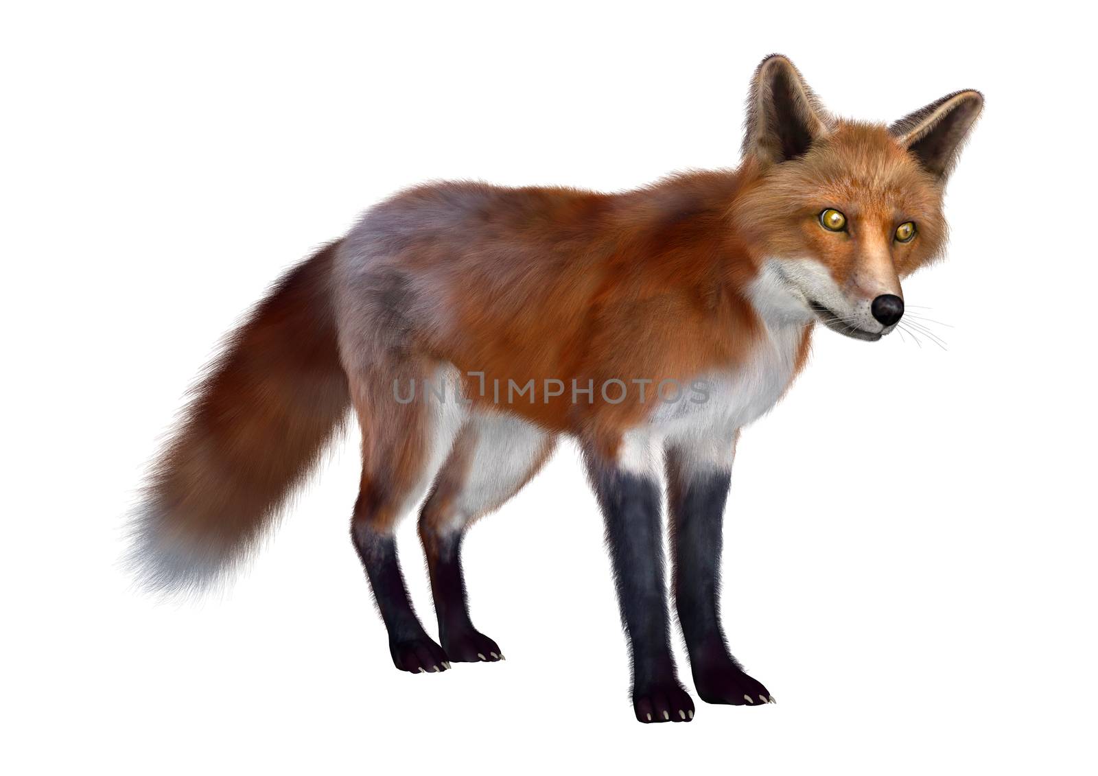 3D digital render of a red fox standing isolated on white background