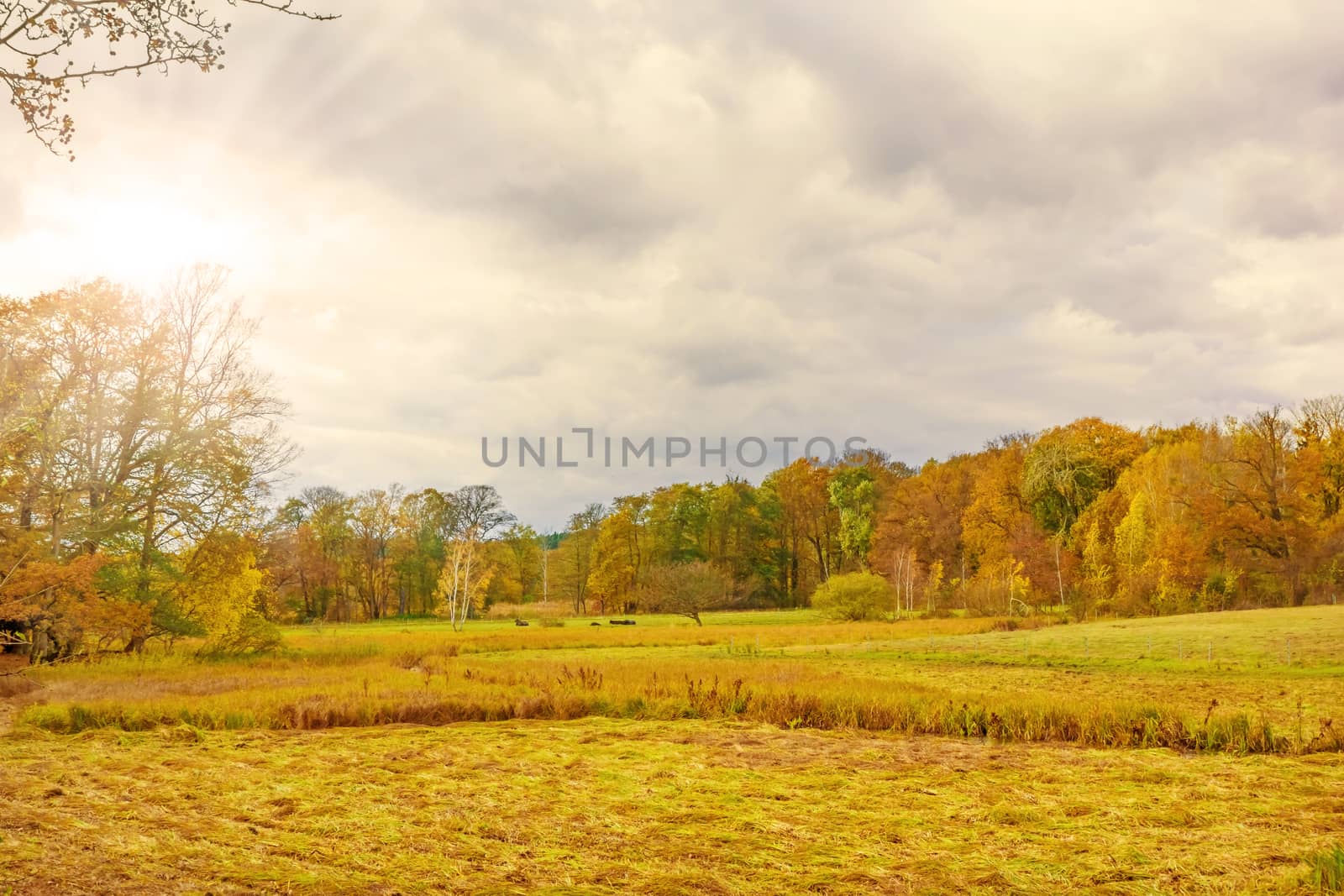 meadow autumn landscape with colorful forest