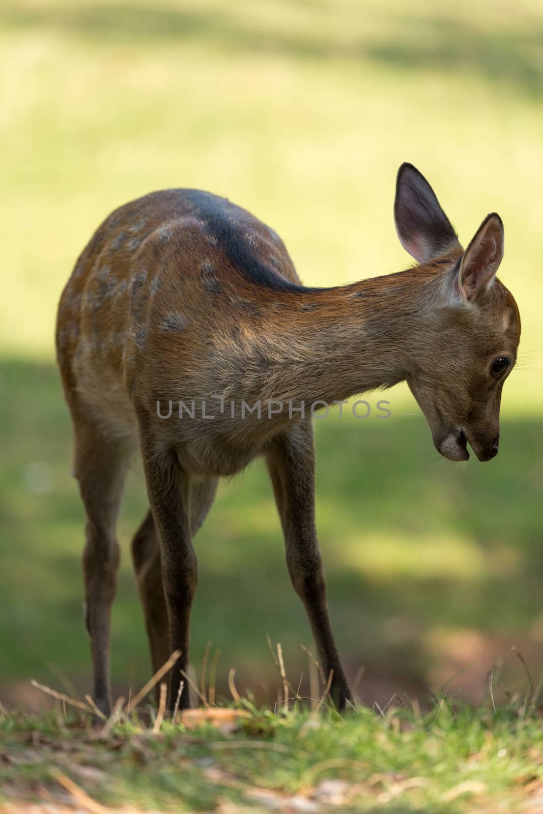 Young Fallow Deer (lat. Dama dama)