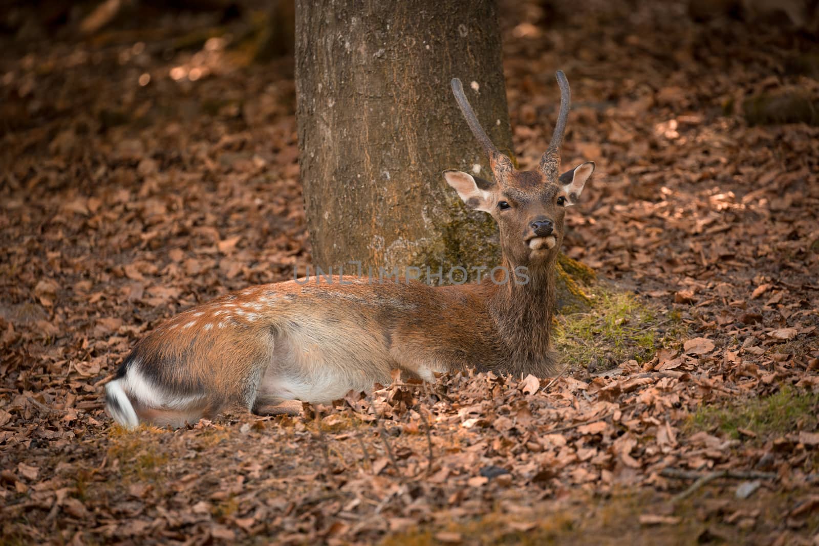 Lying Fallow Deer at autumn time, Germany by fisfra