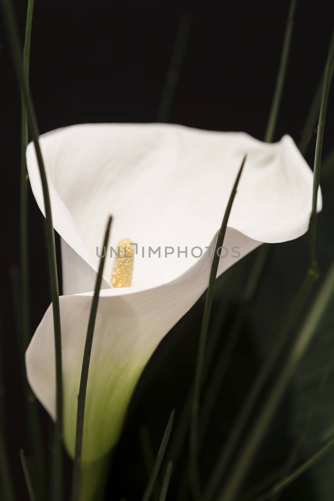 White Calla Lili in front of black Background macro Detail by juniart