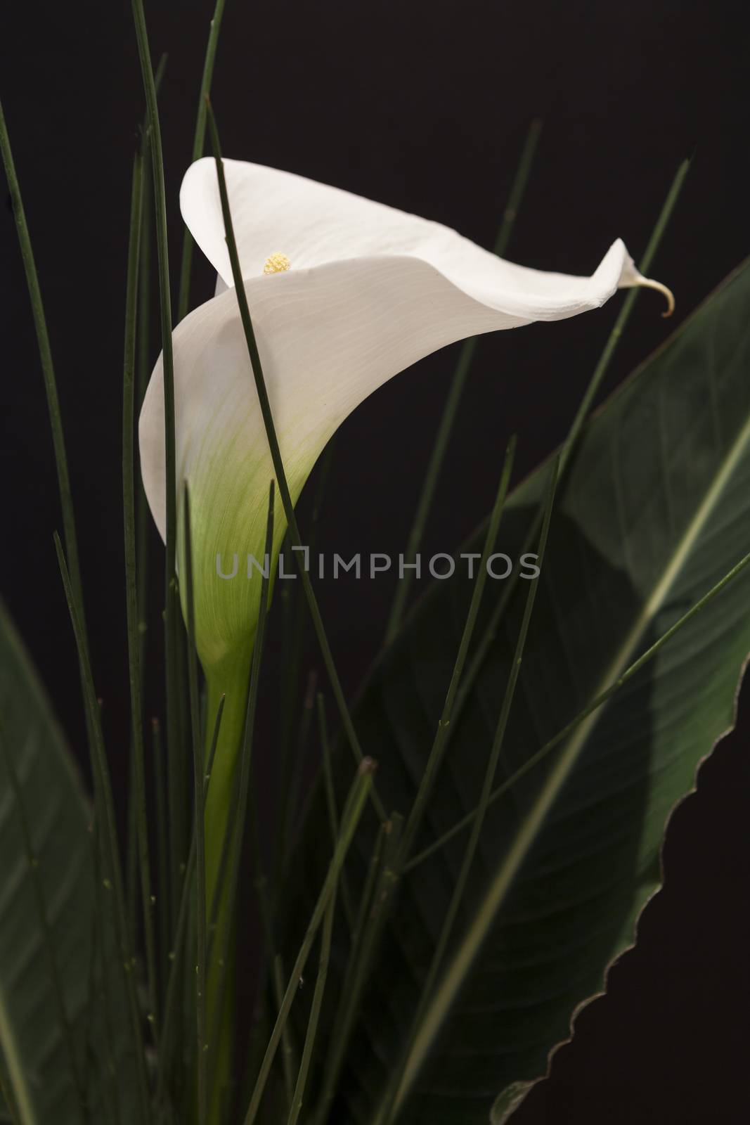 White Calla Lili with gren grass in front of black Background macro Detail