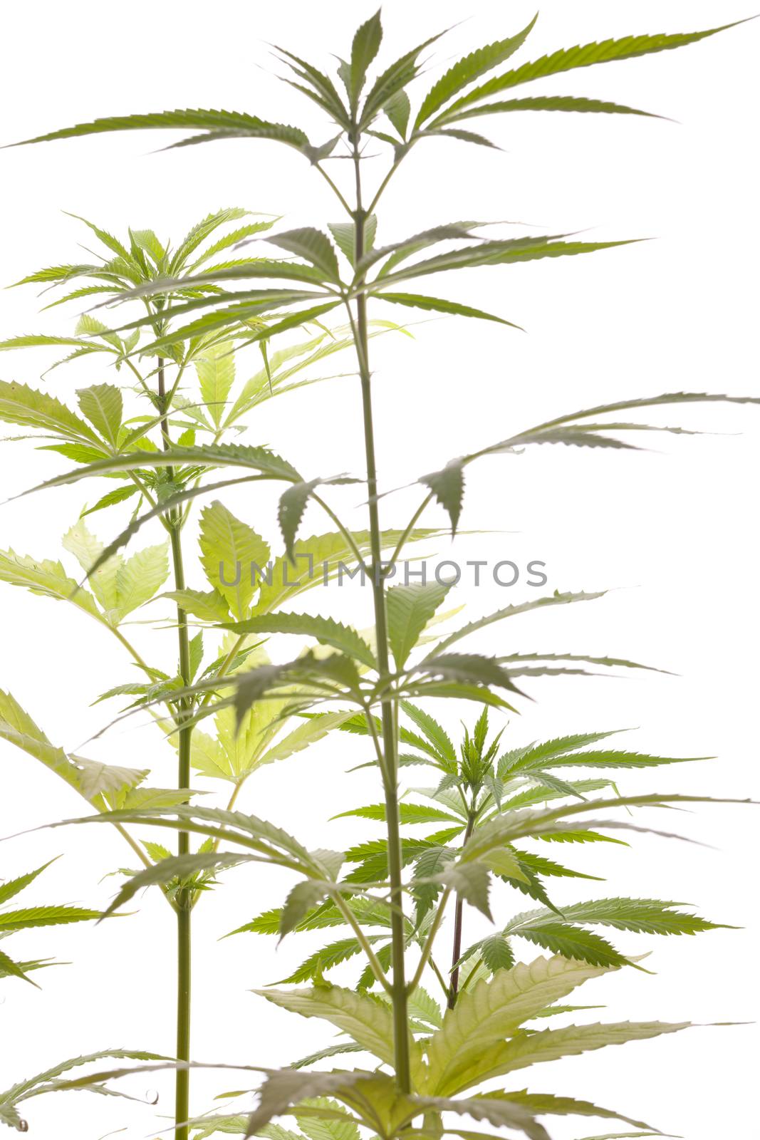 Close up Fresh Cannabis or Marijuana Plant Leaves for Psychoactive Drug or Medicine, Isolated on White Background