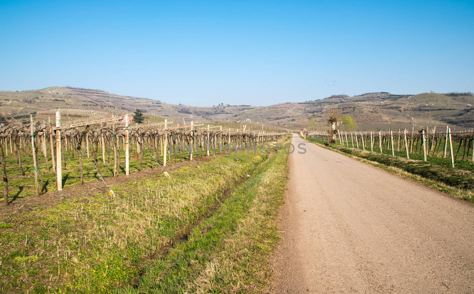 vineyards on the hills in spring, Italy by Isaac74