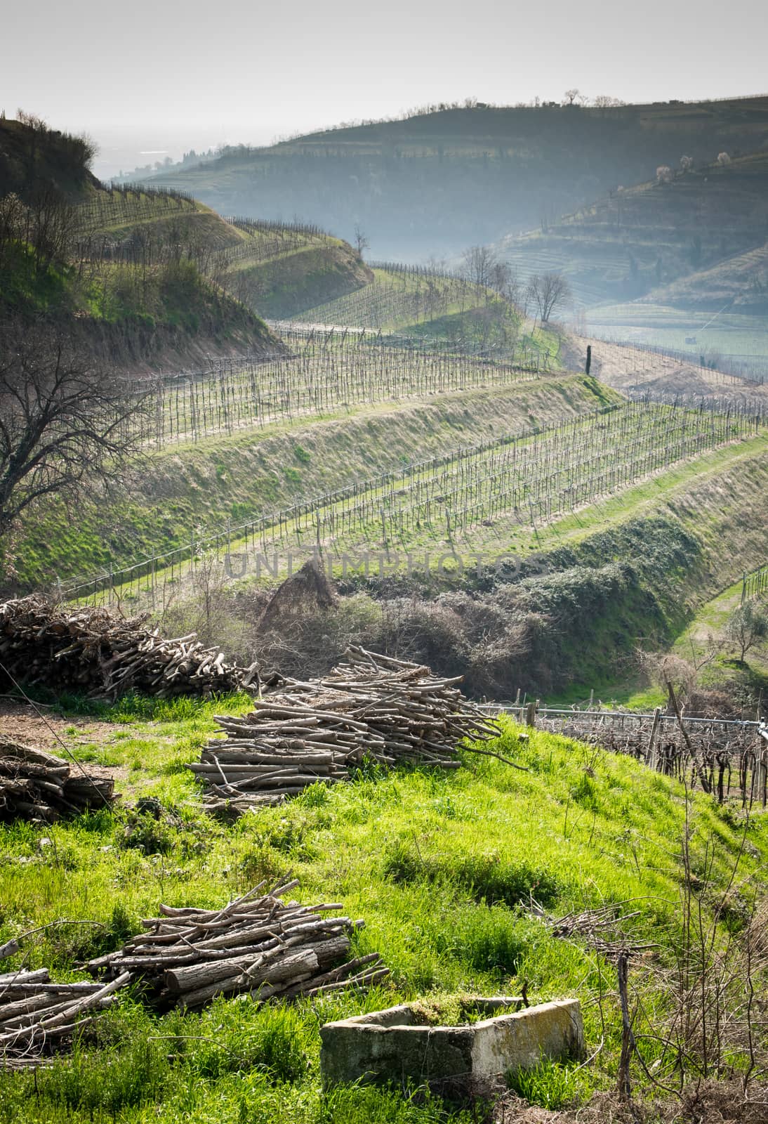 vineyards on the hills in spring, Italy by Isaac74