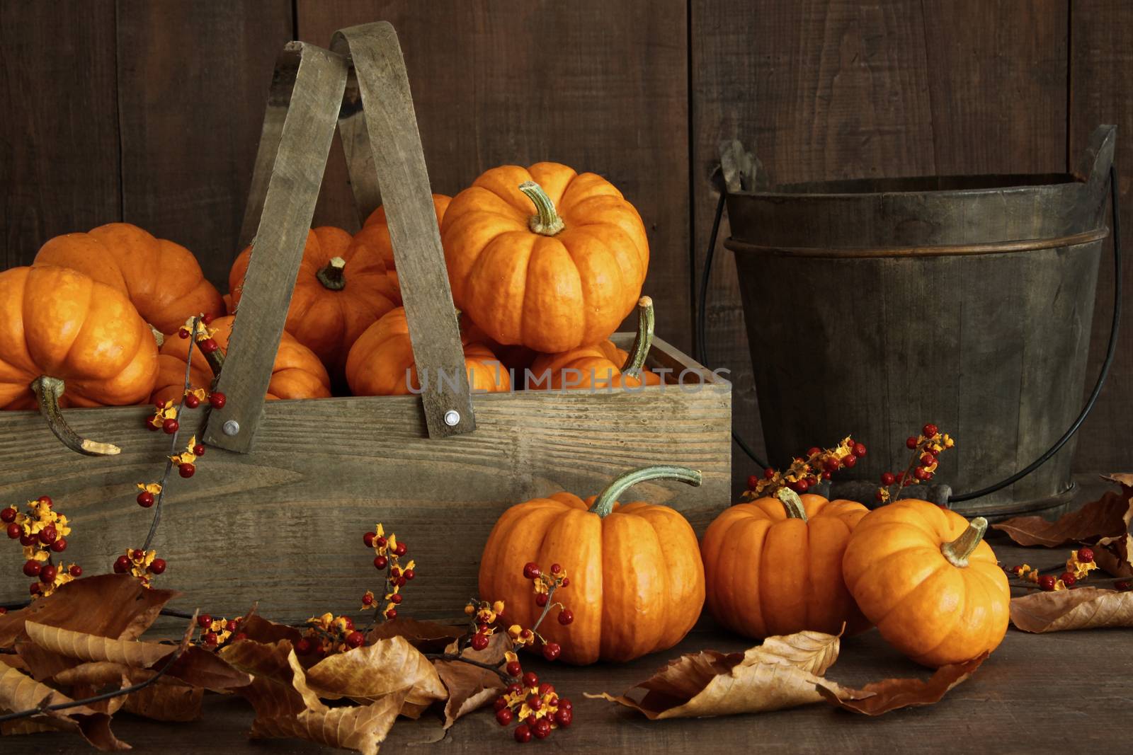 Small pumpkins in wooden box with leaves and berries
