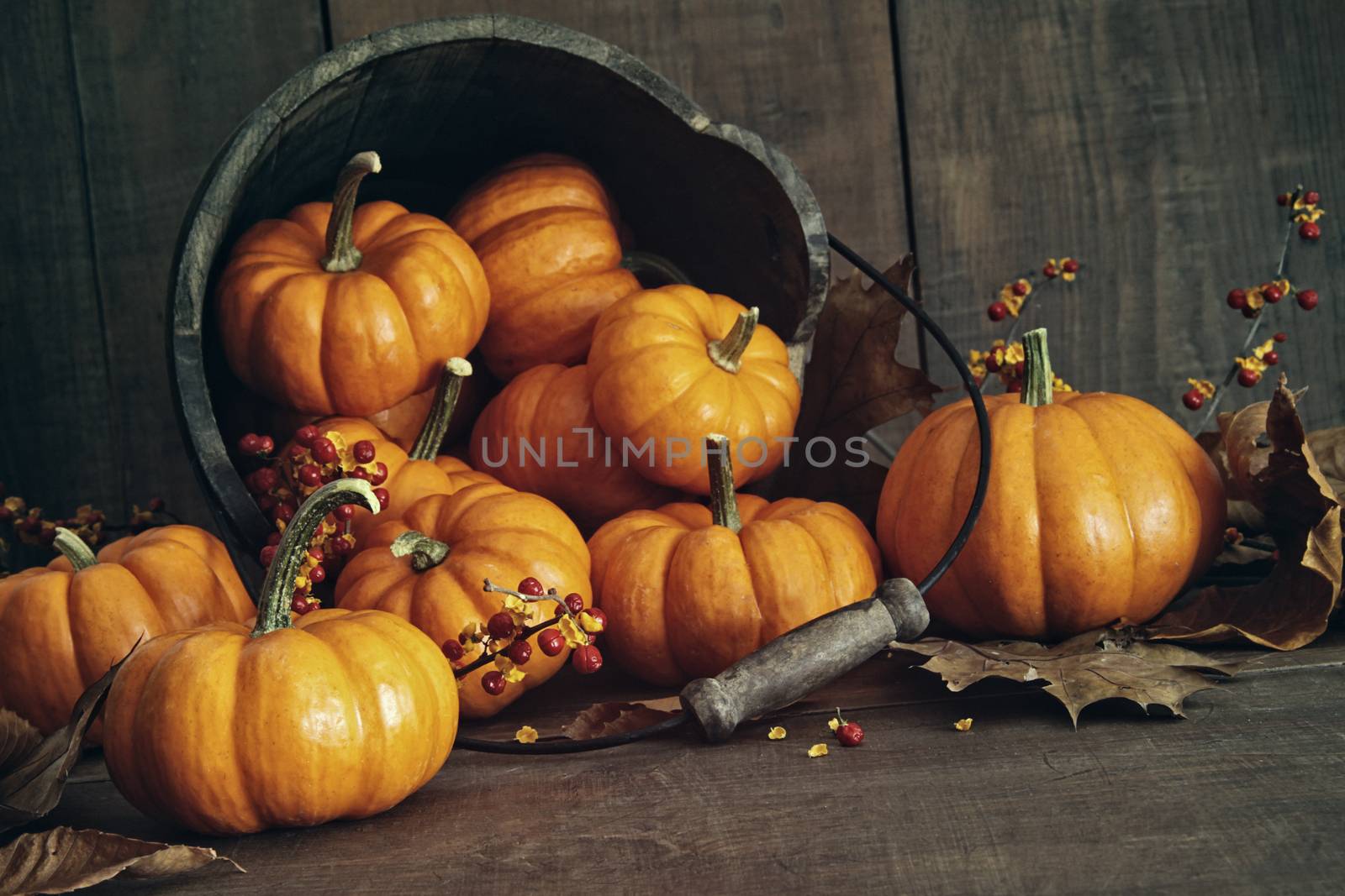 Fall still life with small pumpkins in bucket by Sandralise