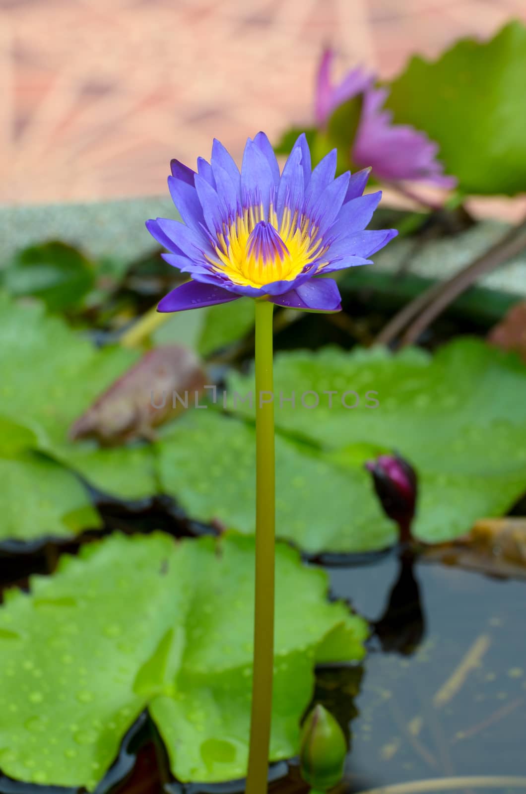 Close - up of Lotus flower. roots and stalks are used in traditional herbal medicine along with the flower, the petals and other flower parts are the most potent.