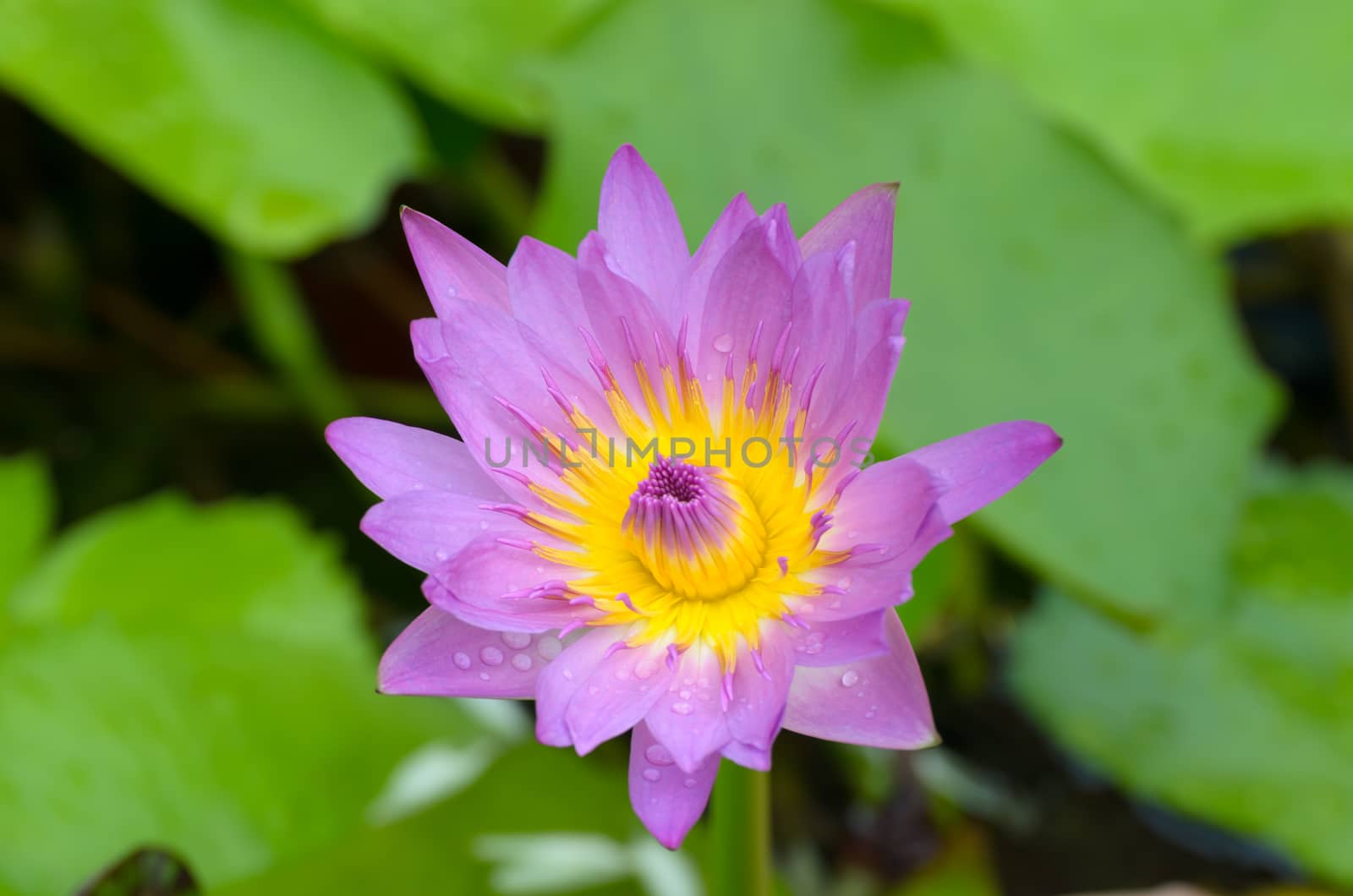 Close - up of Lotus flower. roots and stalks are used in traditional herbal medicine along with the flower, the petals and other flower parts are the most potent.