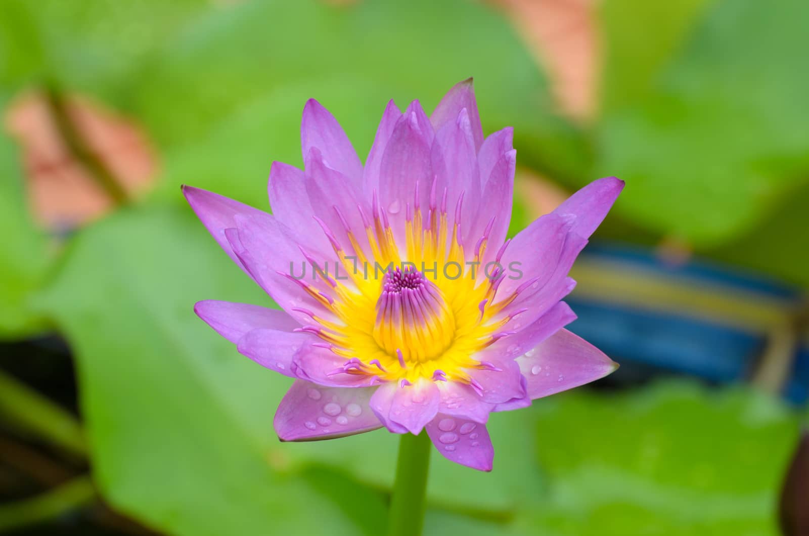 Close - up of Lotus flower. roots and stalks are used in traditional herbal medicine along with the flower, the petals and other flower parts are the most potent.