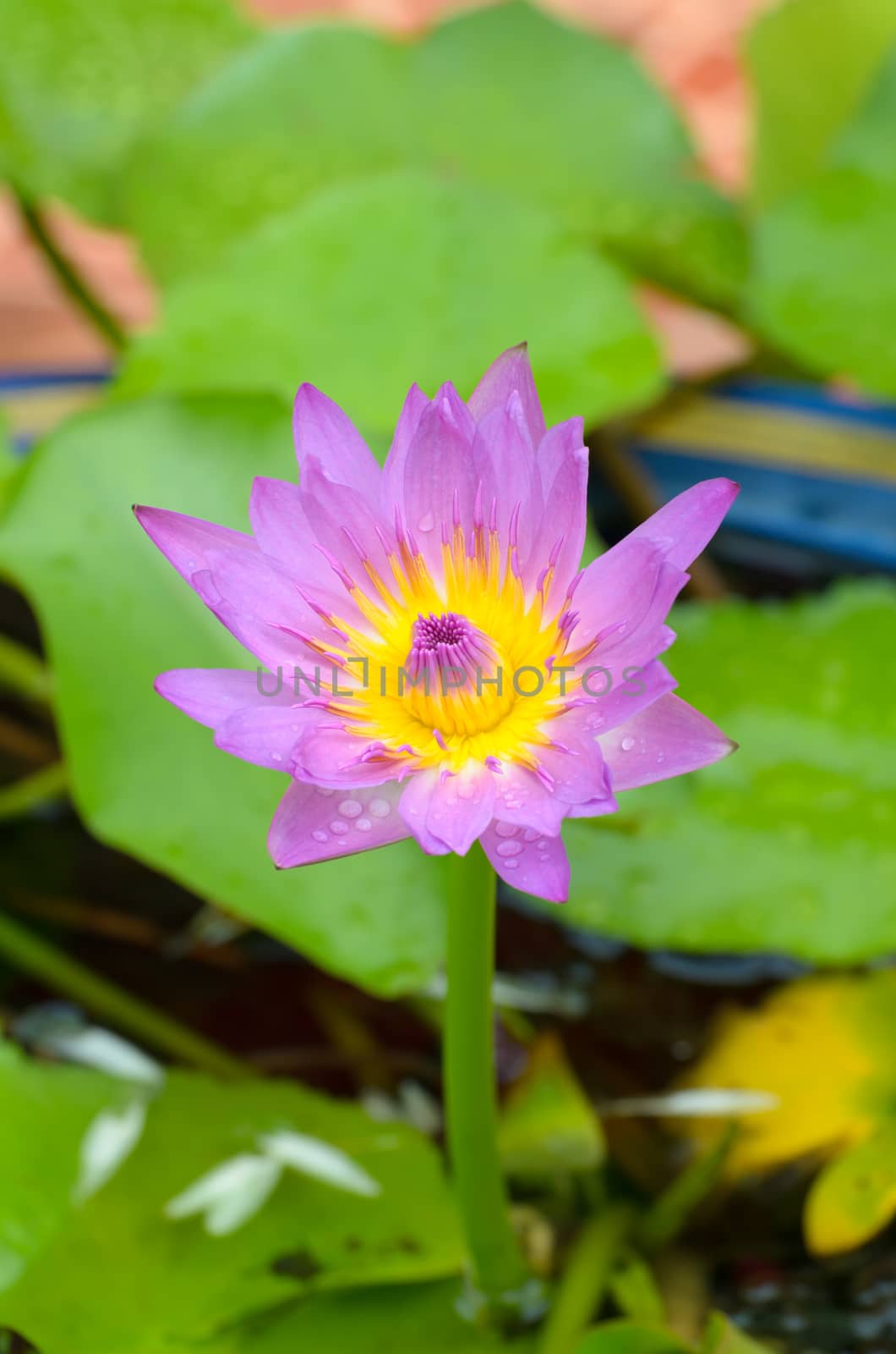 Close - up of Lotus flower. roots and stalks are used in traditional herbal medicine along with the flower, the petals and other flower parts are the most potent.