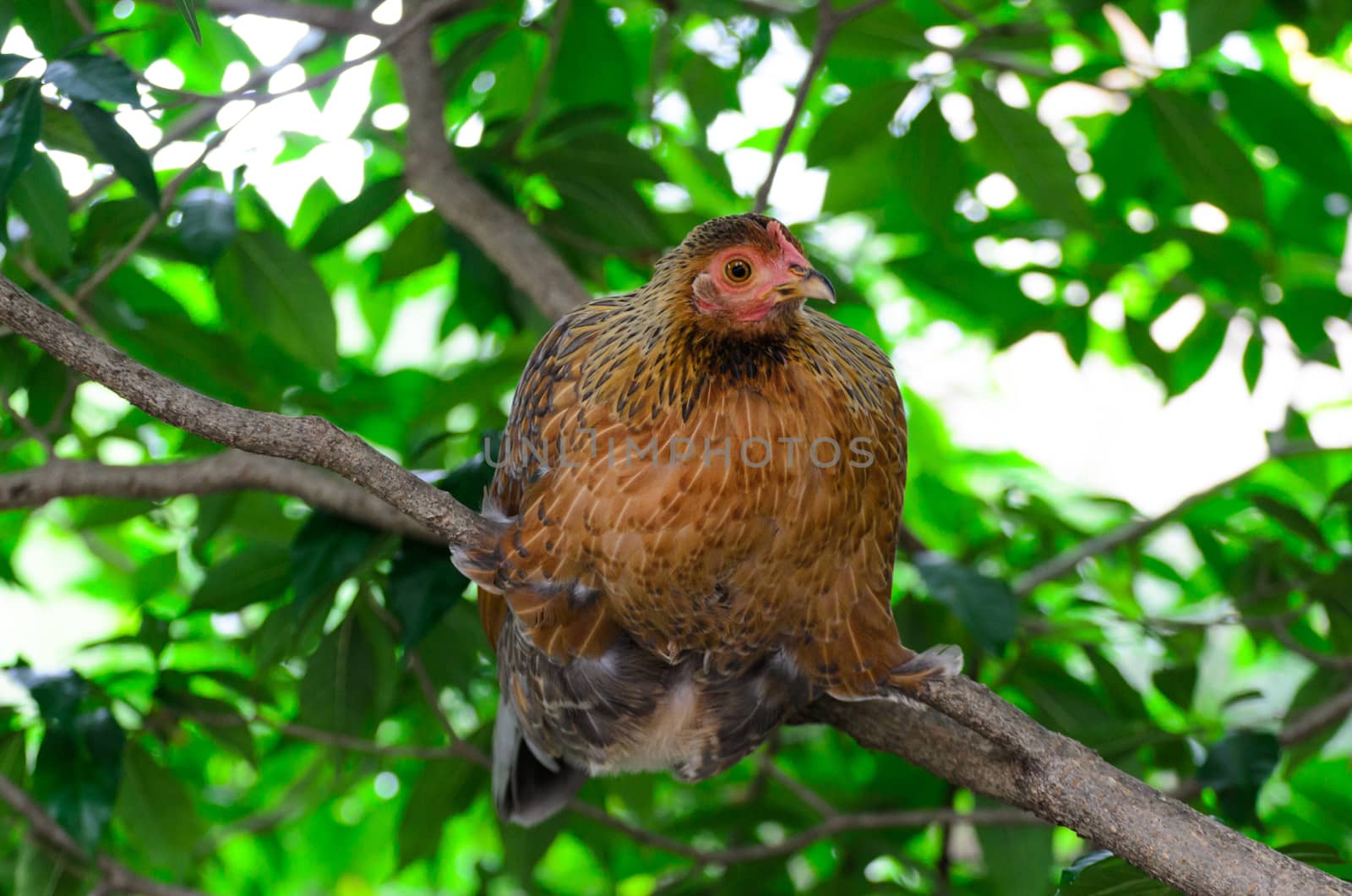 Hen Red - Orange cockfight, Fighting chicken in nature.