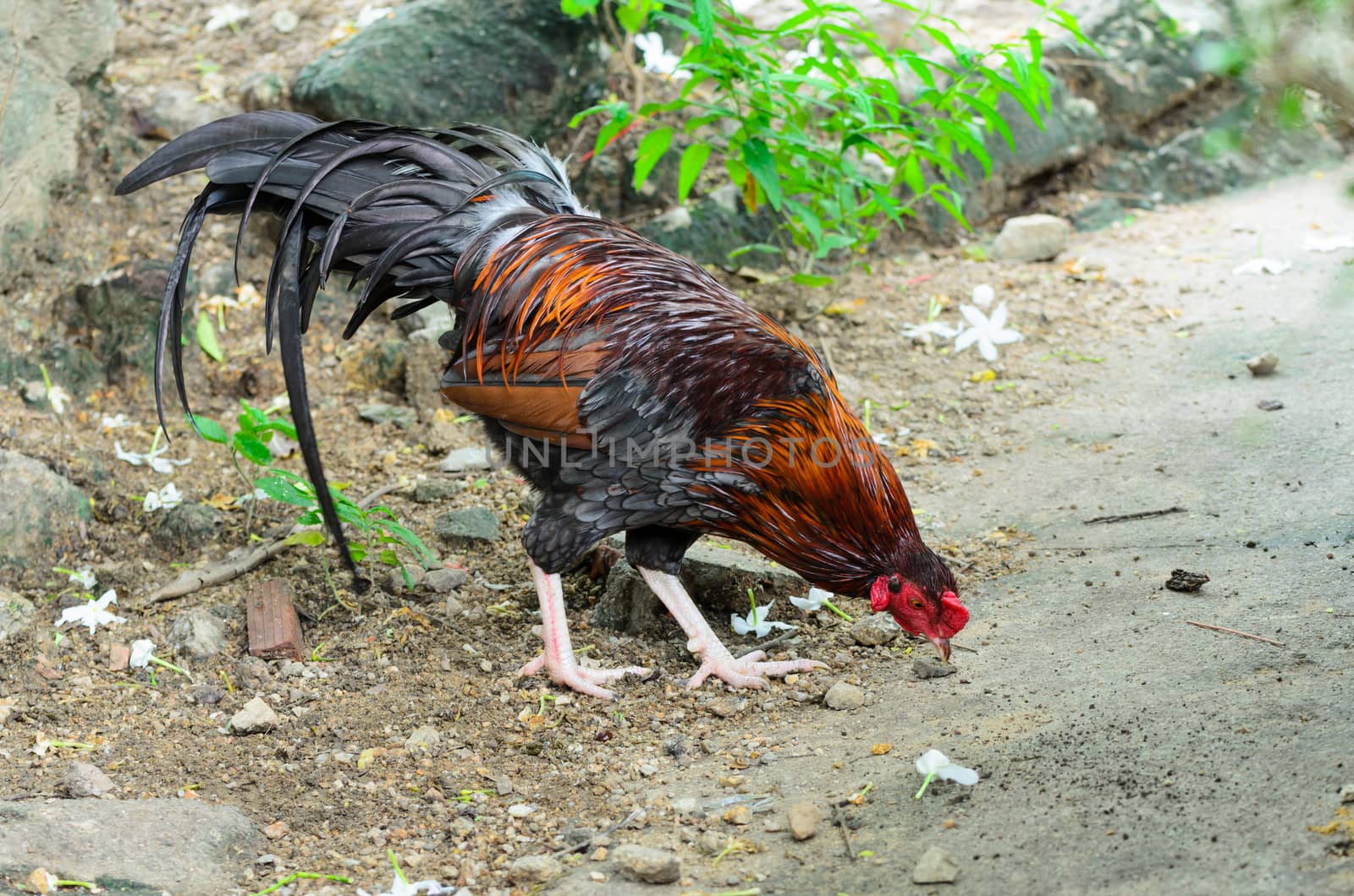 Chicken  cockfight, Fighting chicken on backgrund  nature. In Thailand.