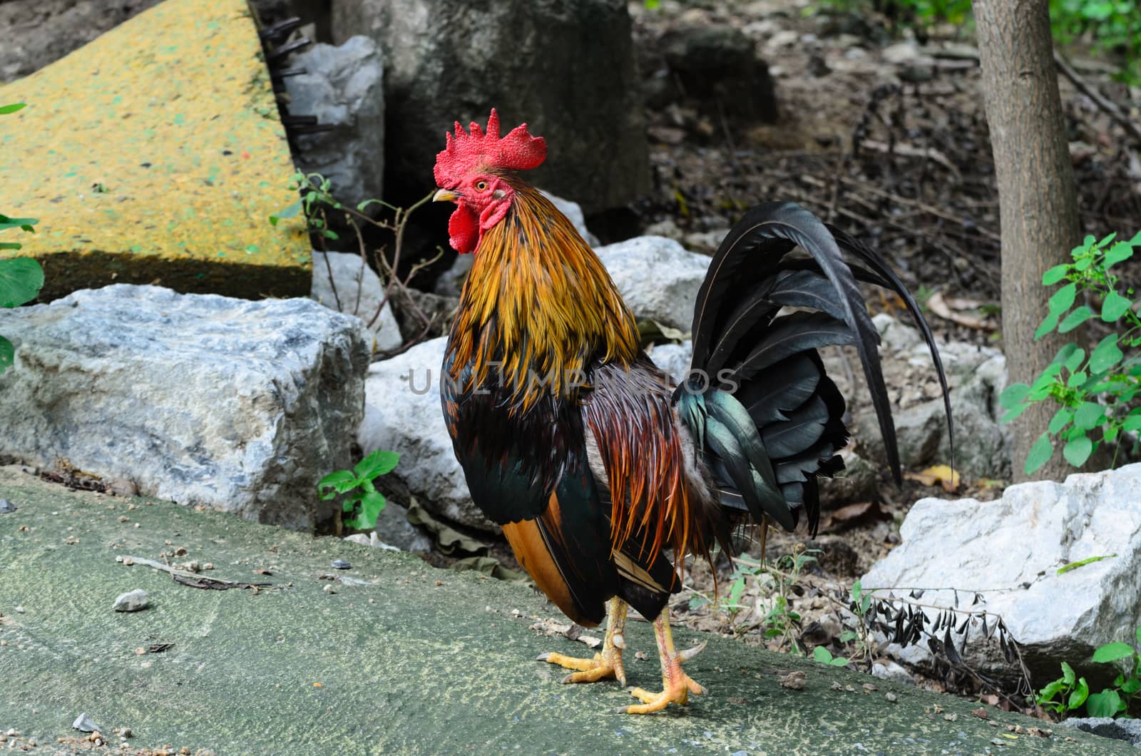 Chicken  cockfight, Fighting chicken on backgrund  nature. In Thailand.