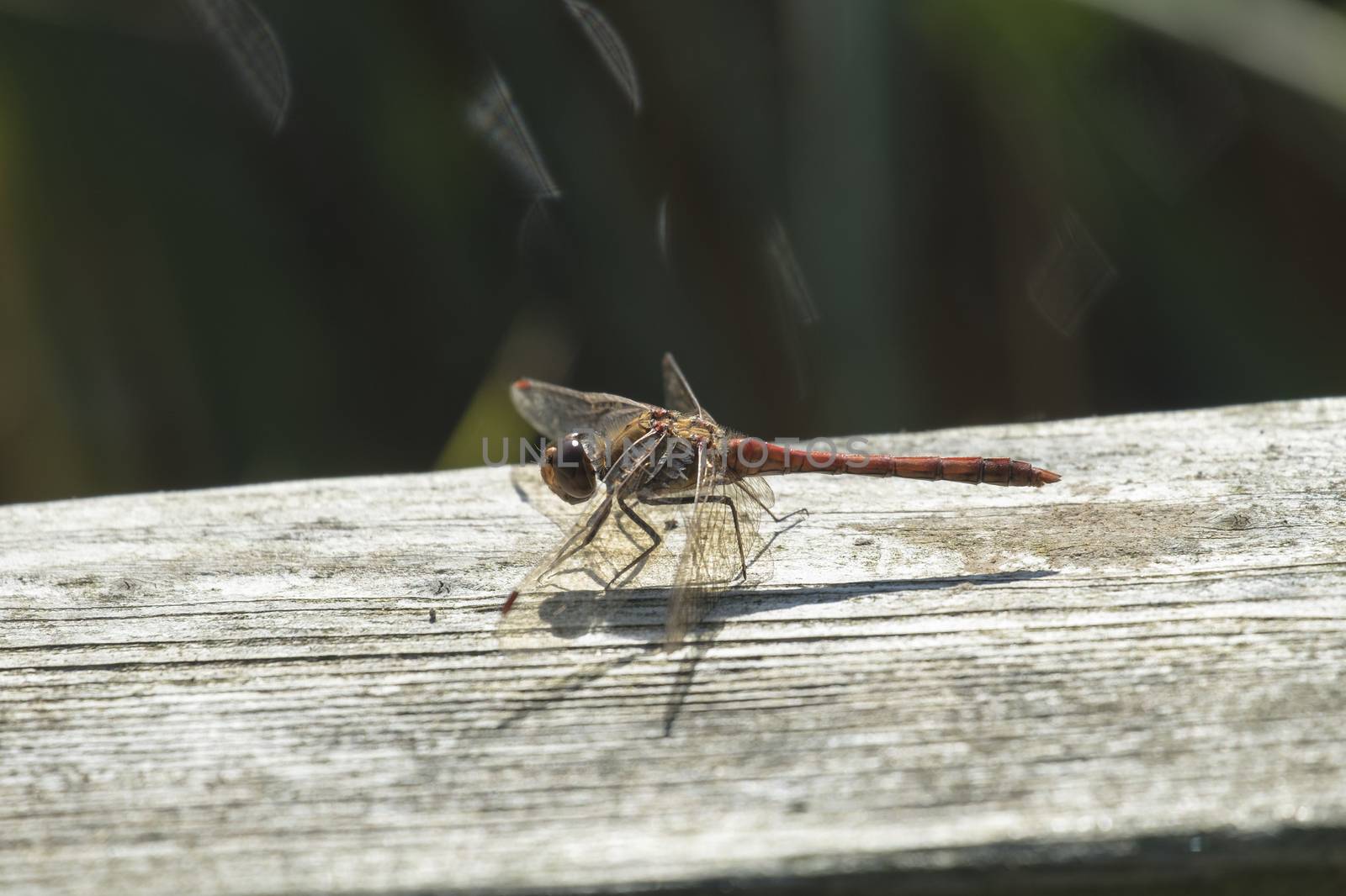 common darter dragonfly at rest on wooden bar