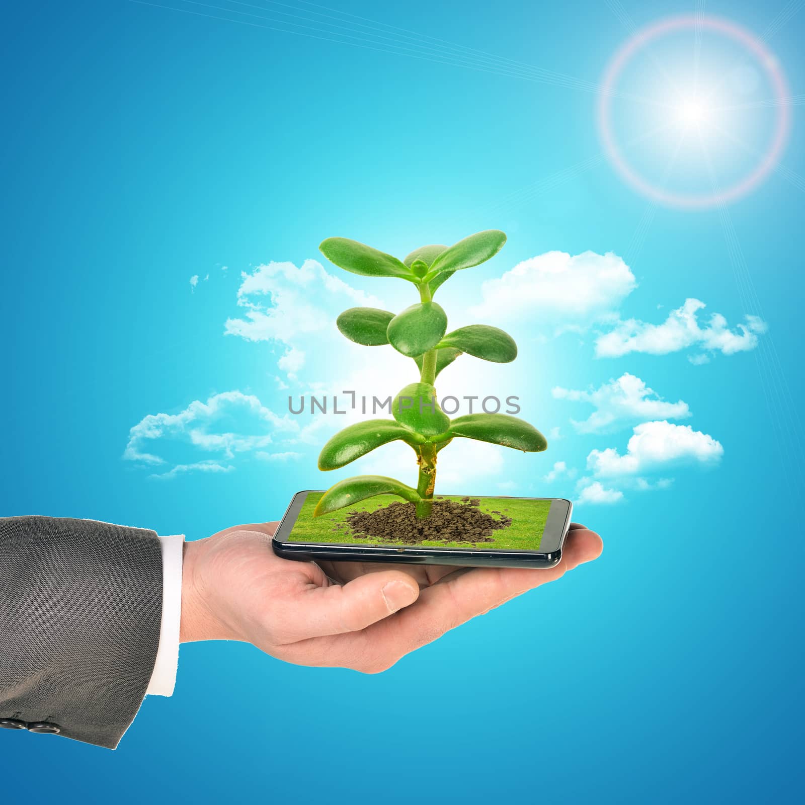 Businessman holding smartphone with plant on blue background