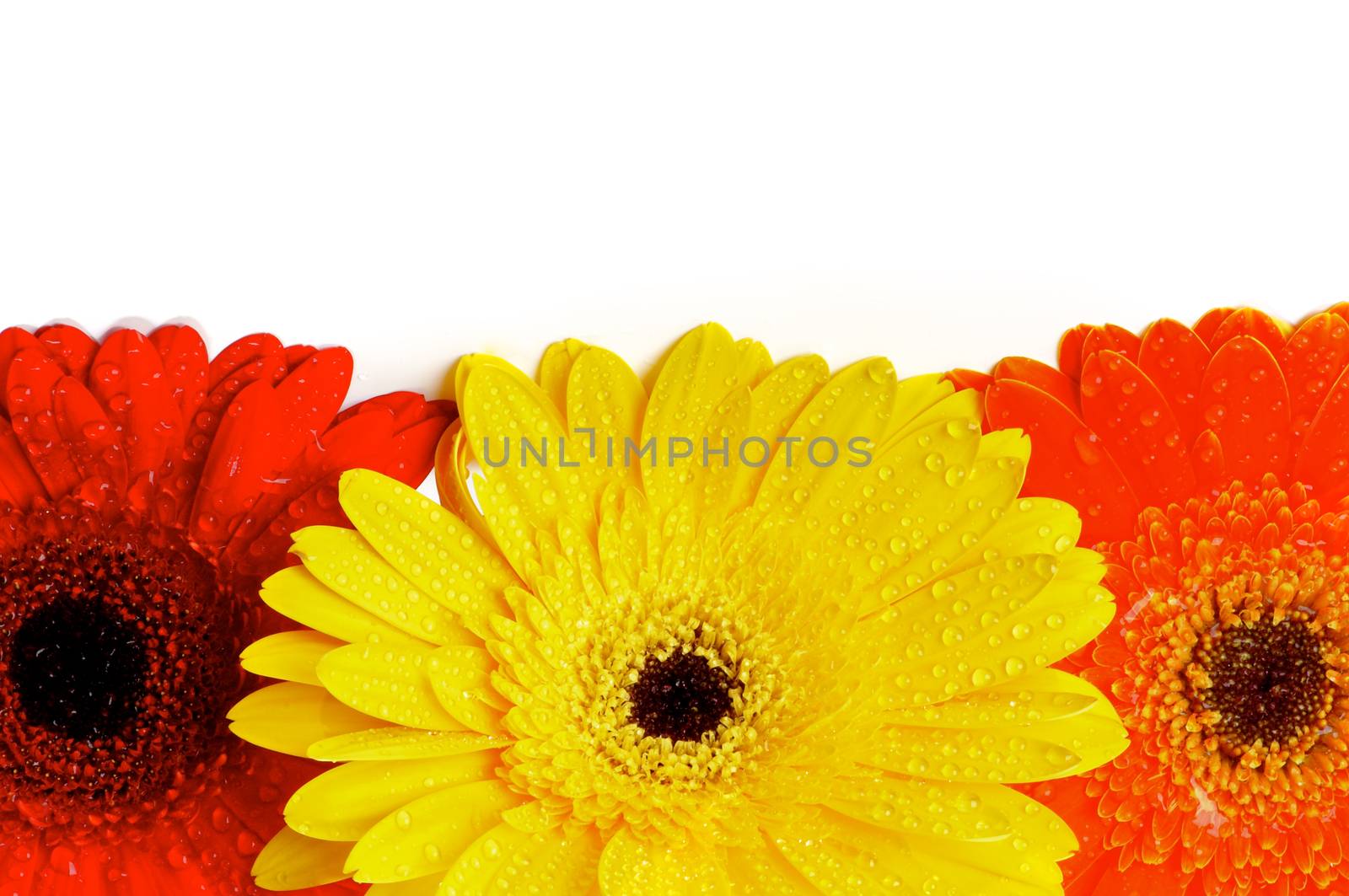 Horizontal Frame of Red, Orange and Yellow Gerbera Daisy with Water Droplets isolated on White background
