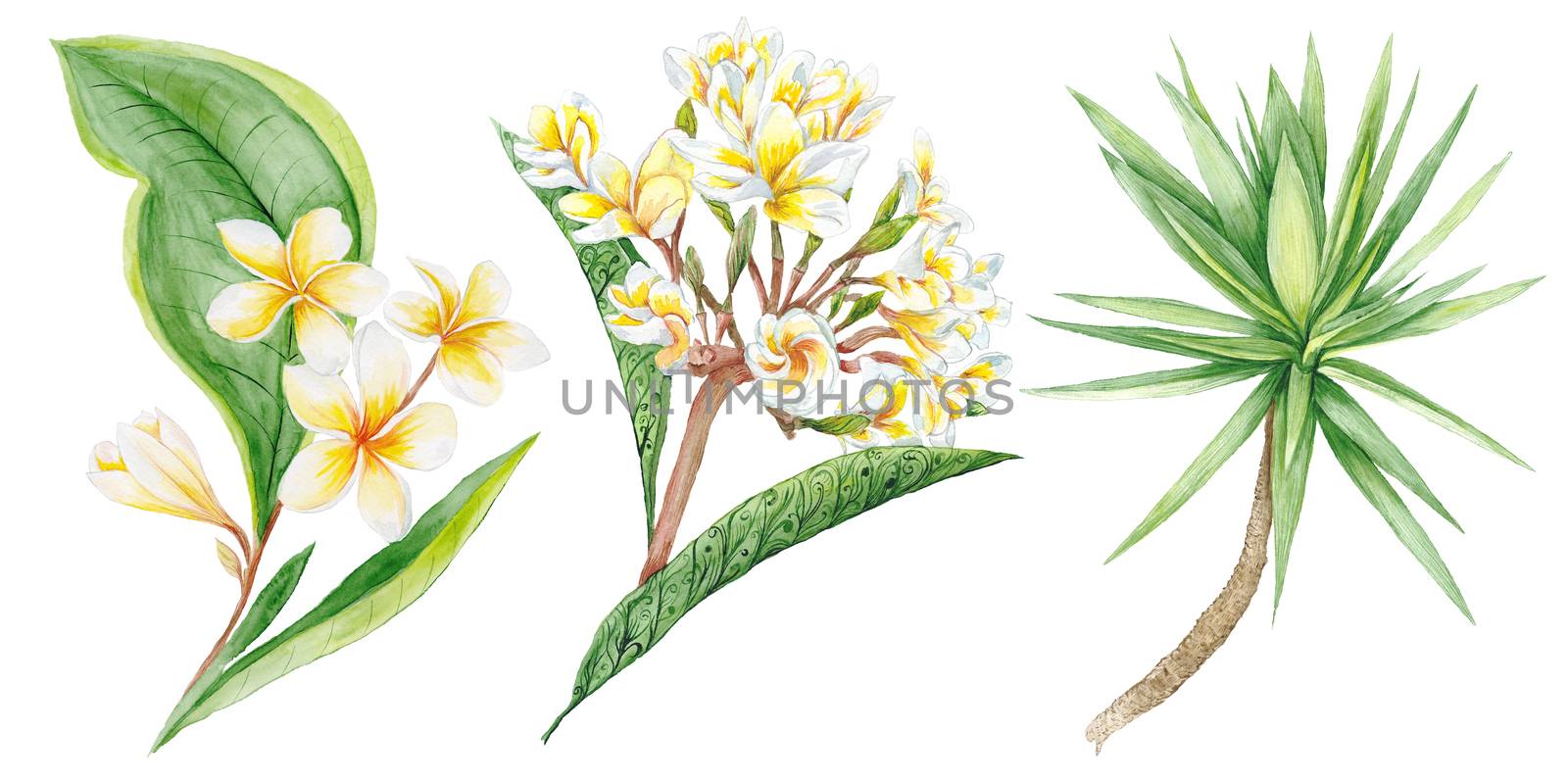 Botanic painting with plumeria brunches and yucca tree for design isolated on white background
