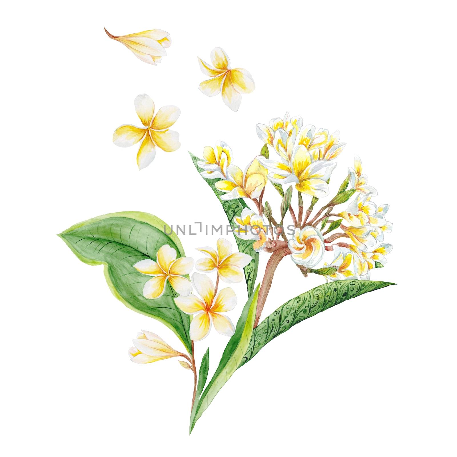 Floral Plumeria Vignette by kisika