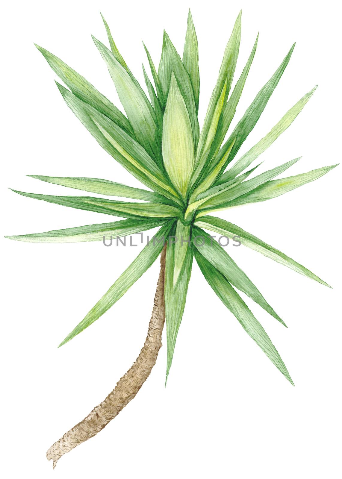 Watercolor Yucca Tree by kisika