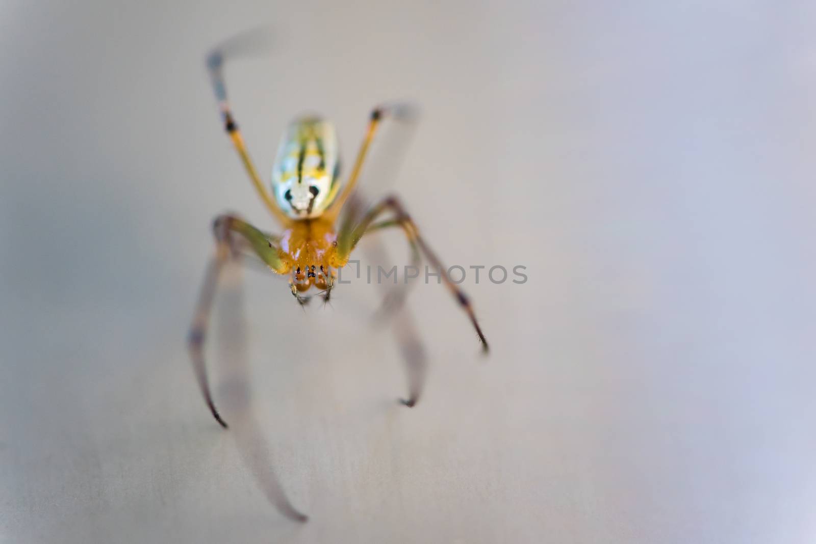 Small Spider by justtscott