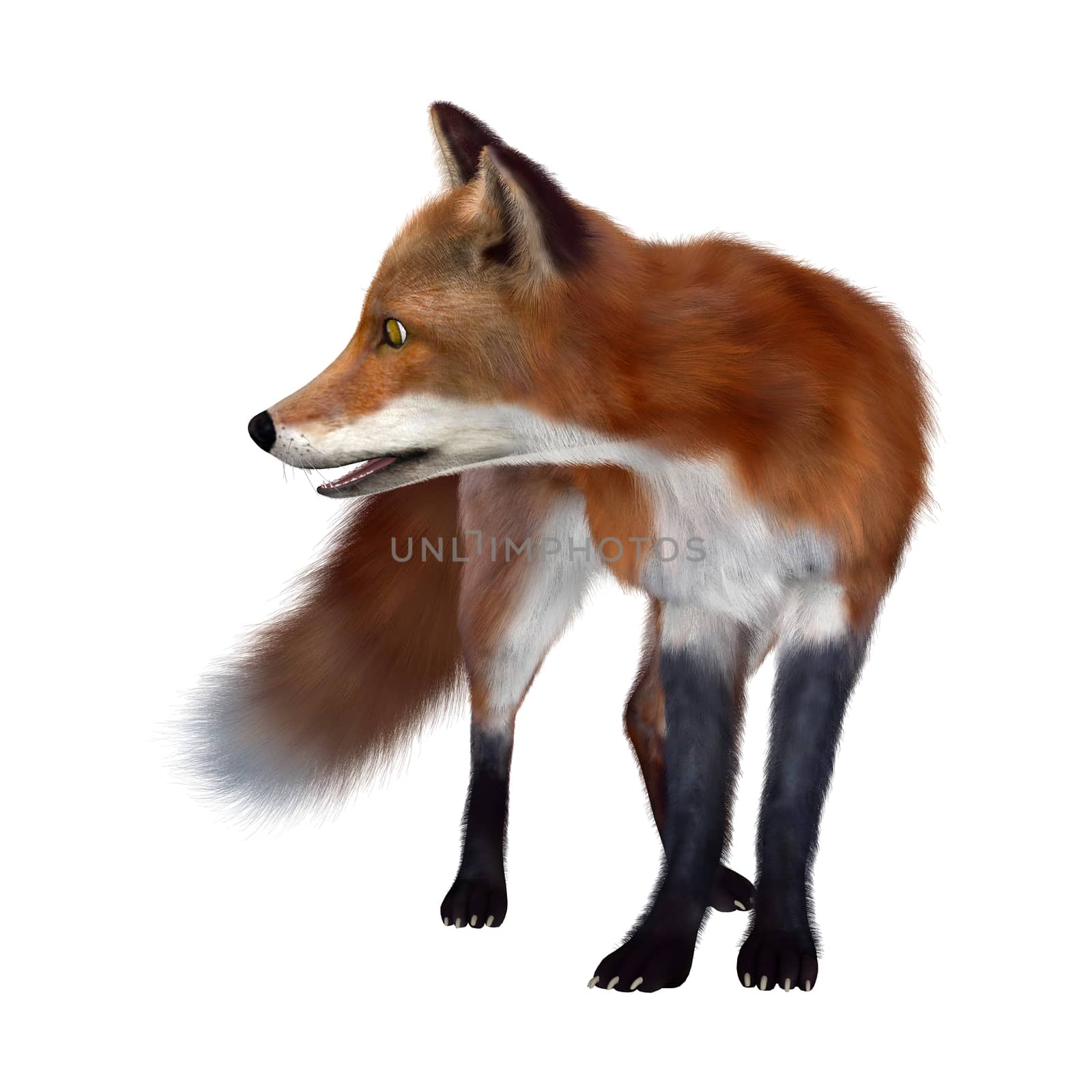 3D digital render of a red fox isolated on white background