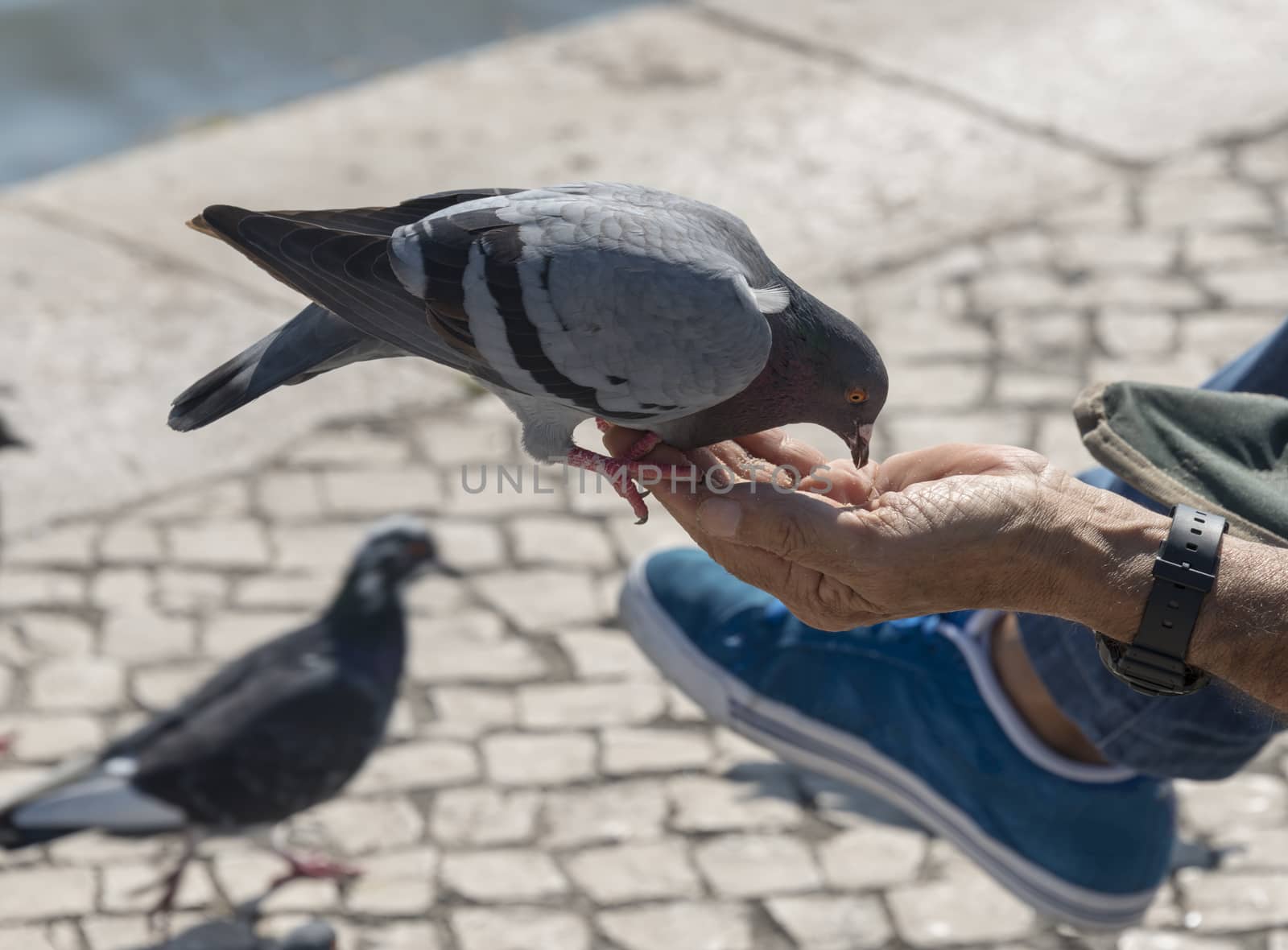 dove eating seeds from hands man on the street