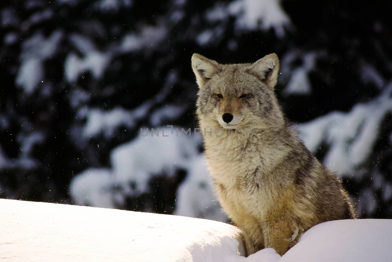 A large winter wolf sits atop a snow bank while it watches for prey.