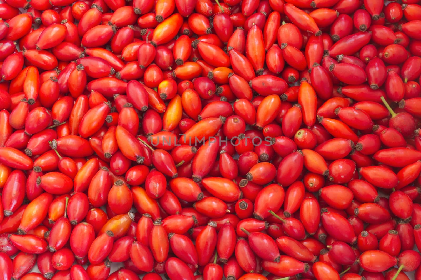 Background of red rosehips