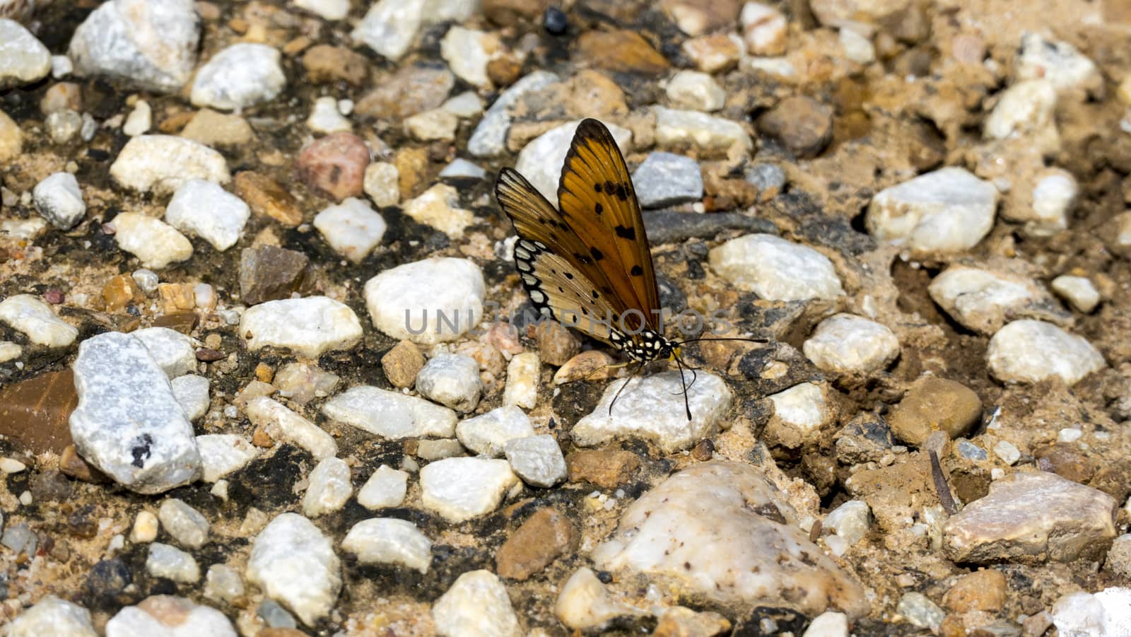a pair of butterflies perching on a rock