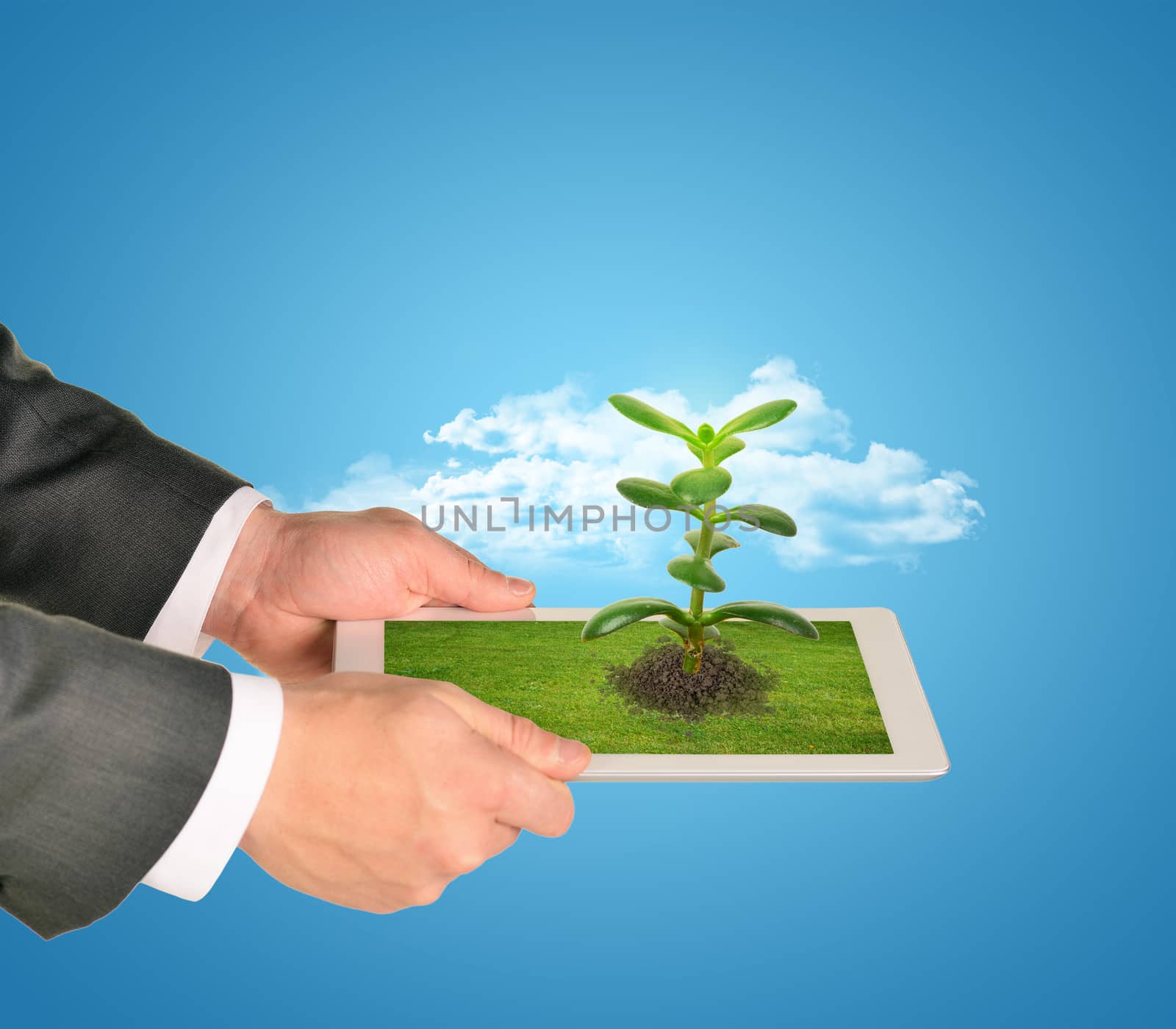 Businessman holding tablet with plant by cherezoff