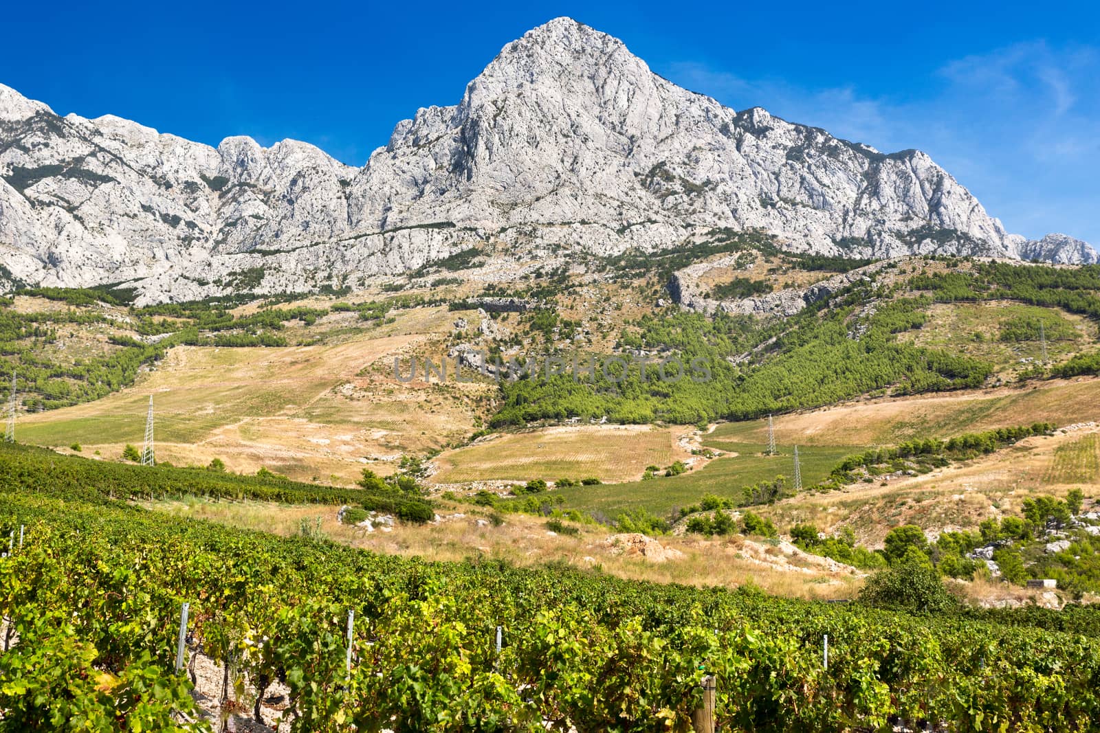 Vineyard with Biokovo near Adriatic Sea, Croatia by fisfra