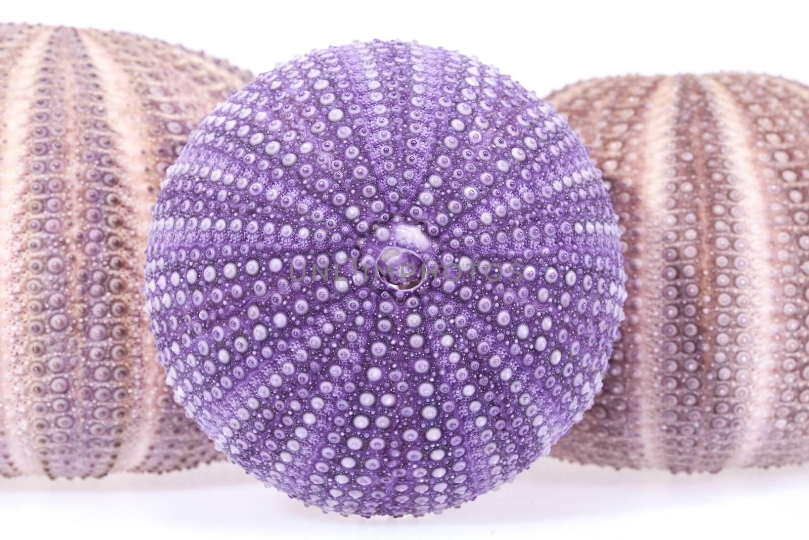 some seashells of sea urchin on white background, close up