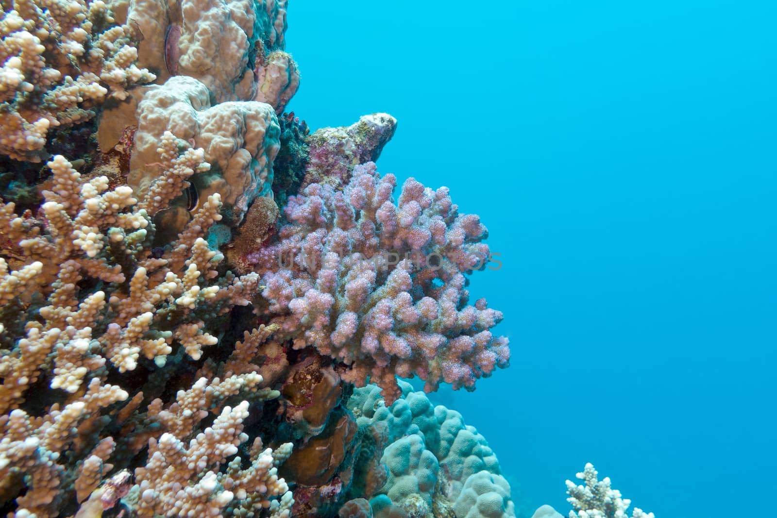 coral reef with pink pocillopora coral at the bottom of tropical sea