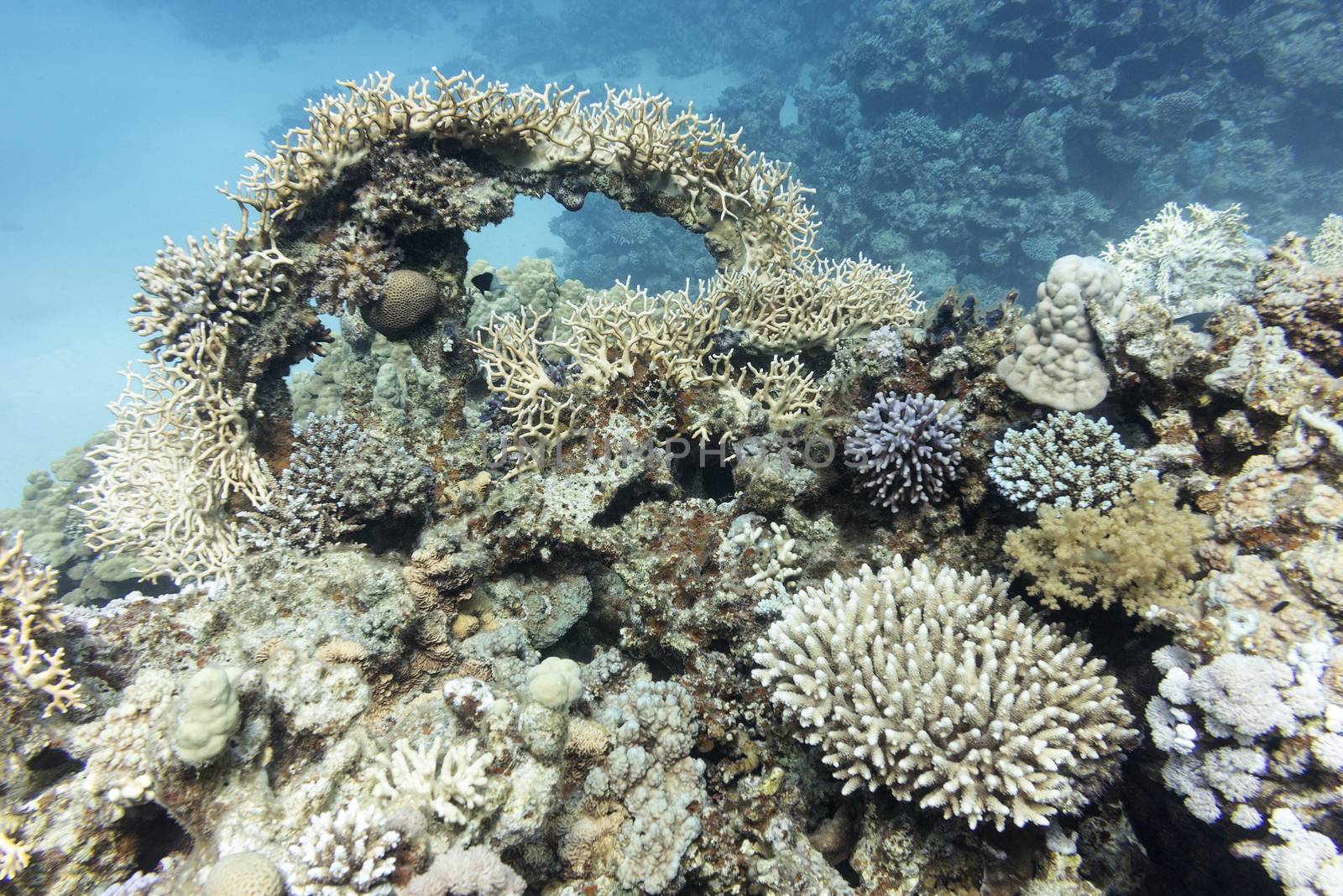 colorful coral reef with hard corals at the bottom of tropical sea on a background of blue water