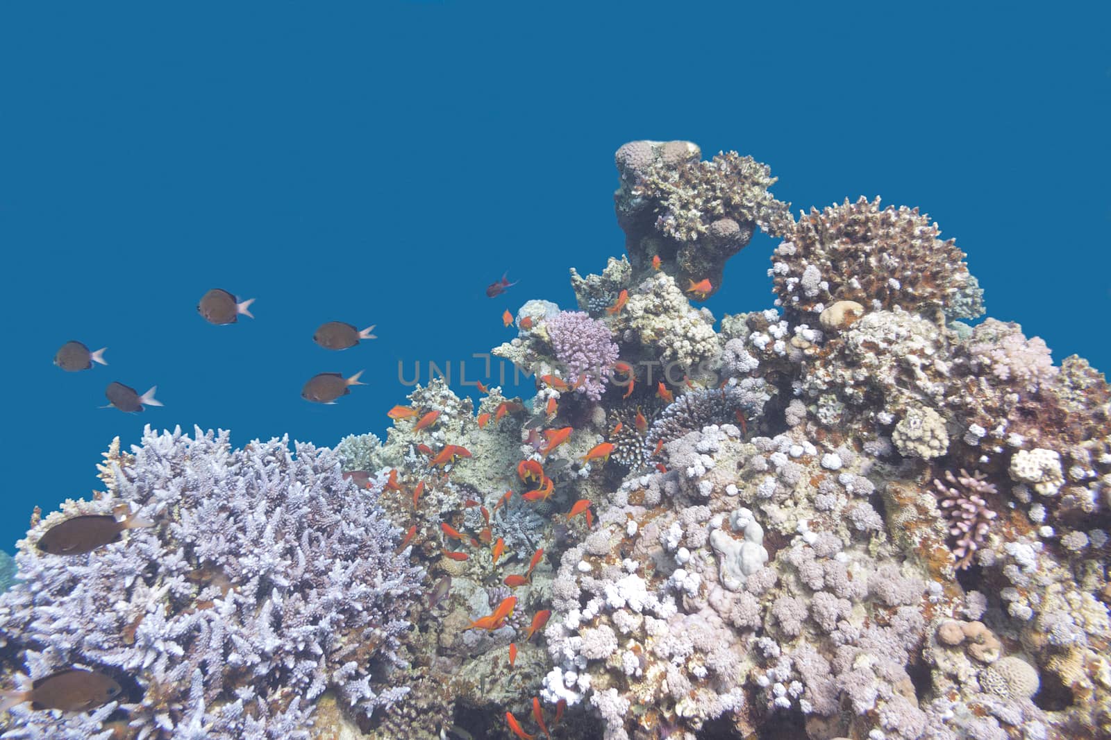 colorful coral reef with  fishes scalefin anthias in tropical sea