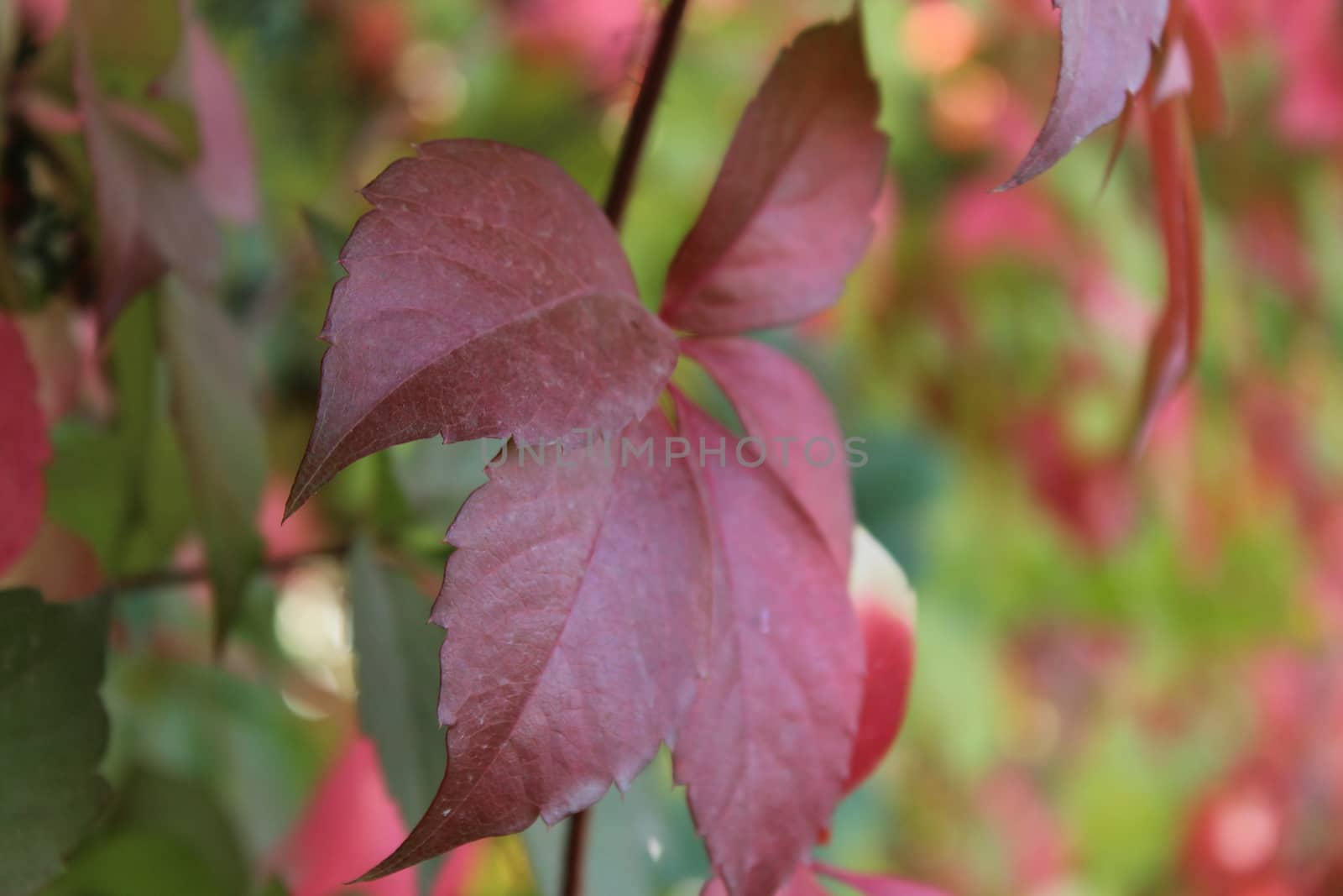 Brilliant color in details of fall leaves turned for autumn season.