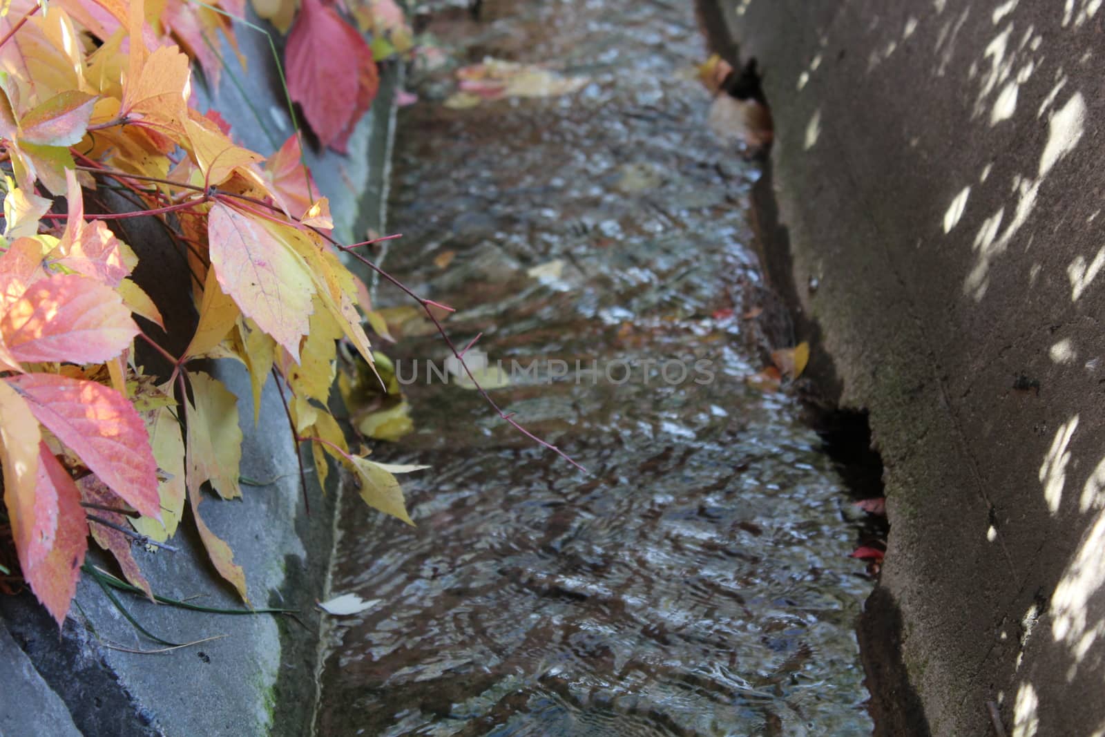 Autumn leaves over irrigation ditch in city.
