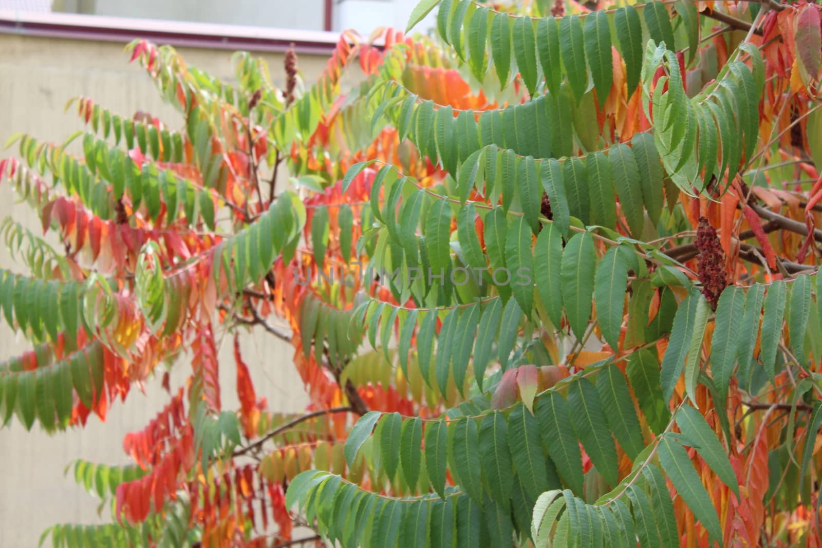 Red autumn leaves , tree species Rhus typhina.