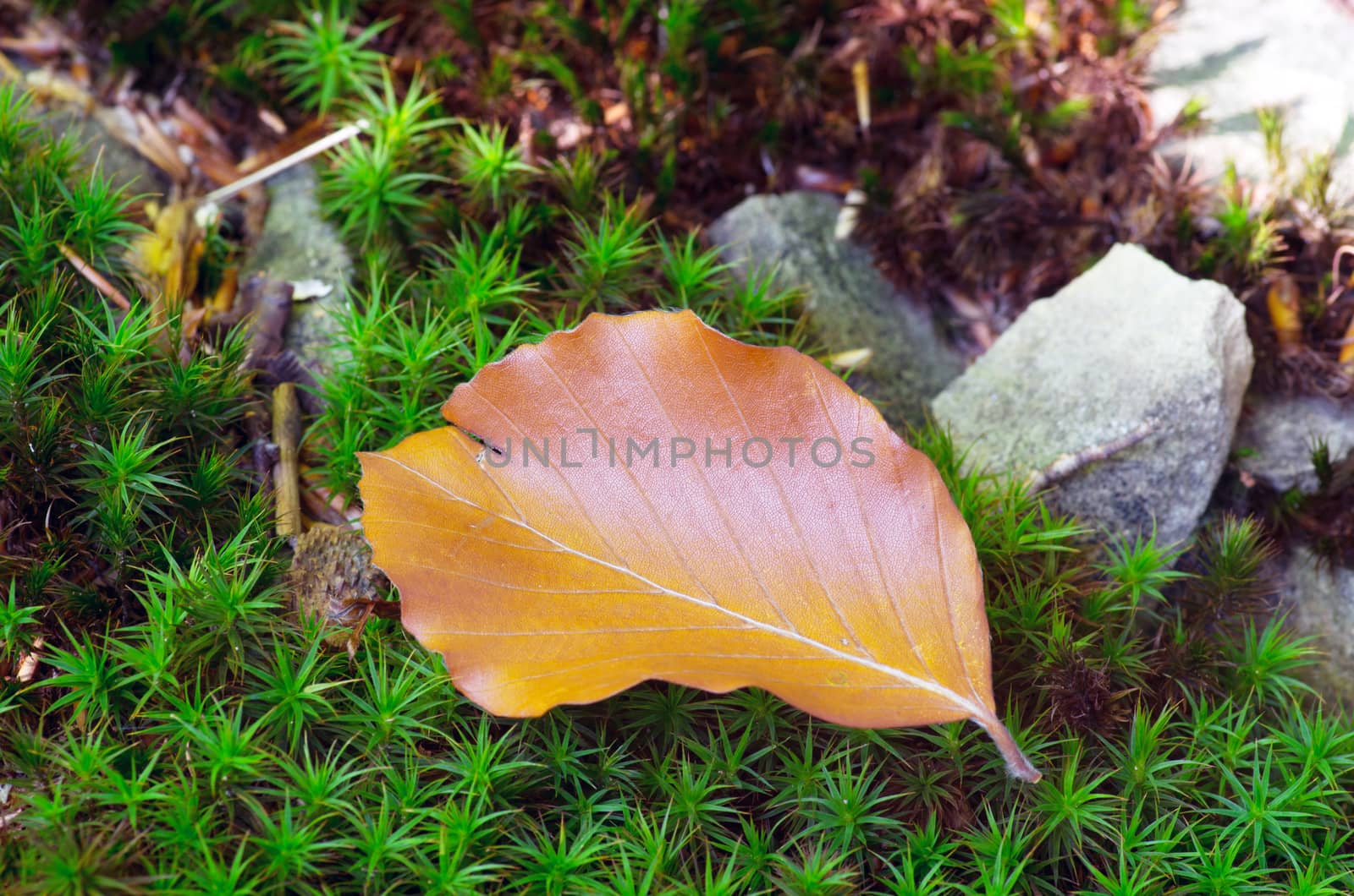 Autumn landscape - forest vegetation on the stump overgrown with green moss, focus at the yellow leaf