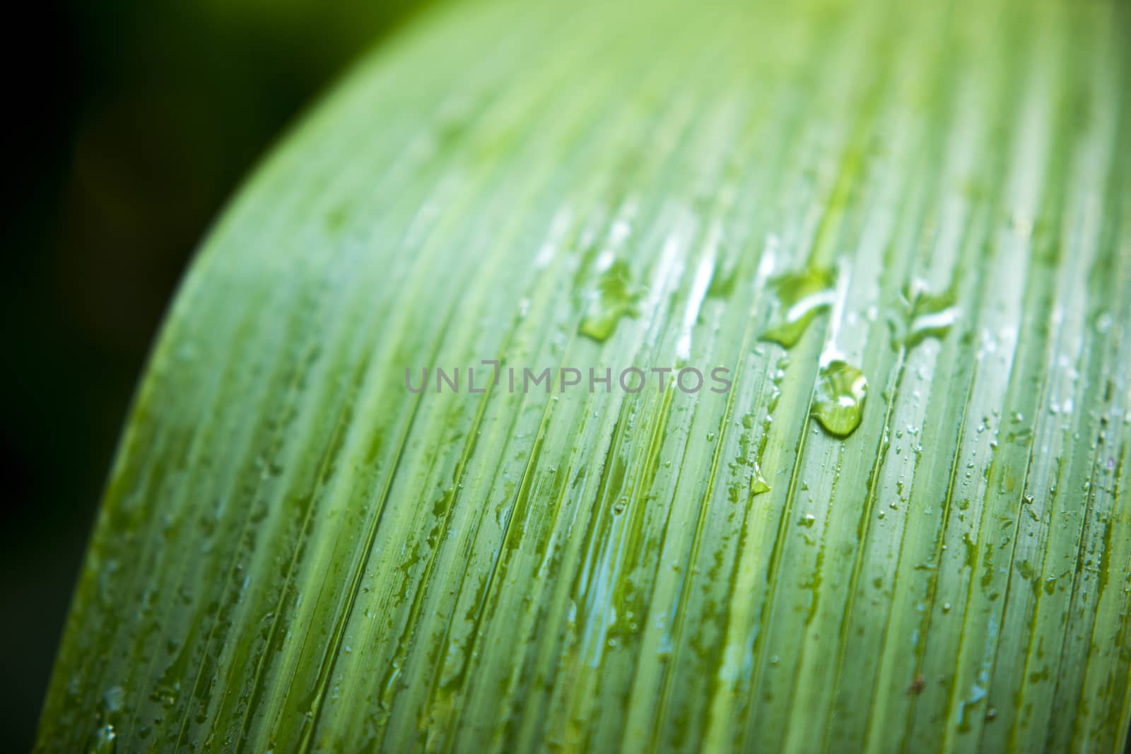 Closeup of a leaf by artistrobd