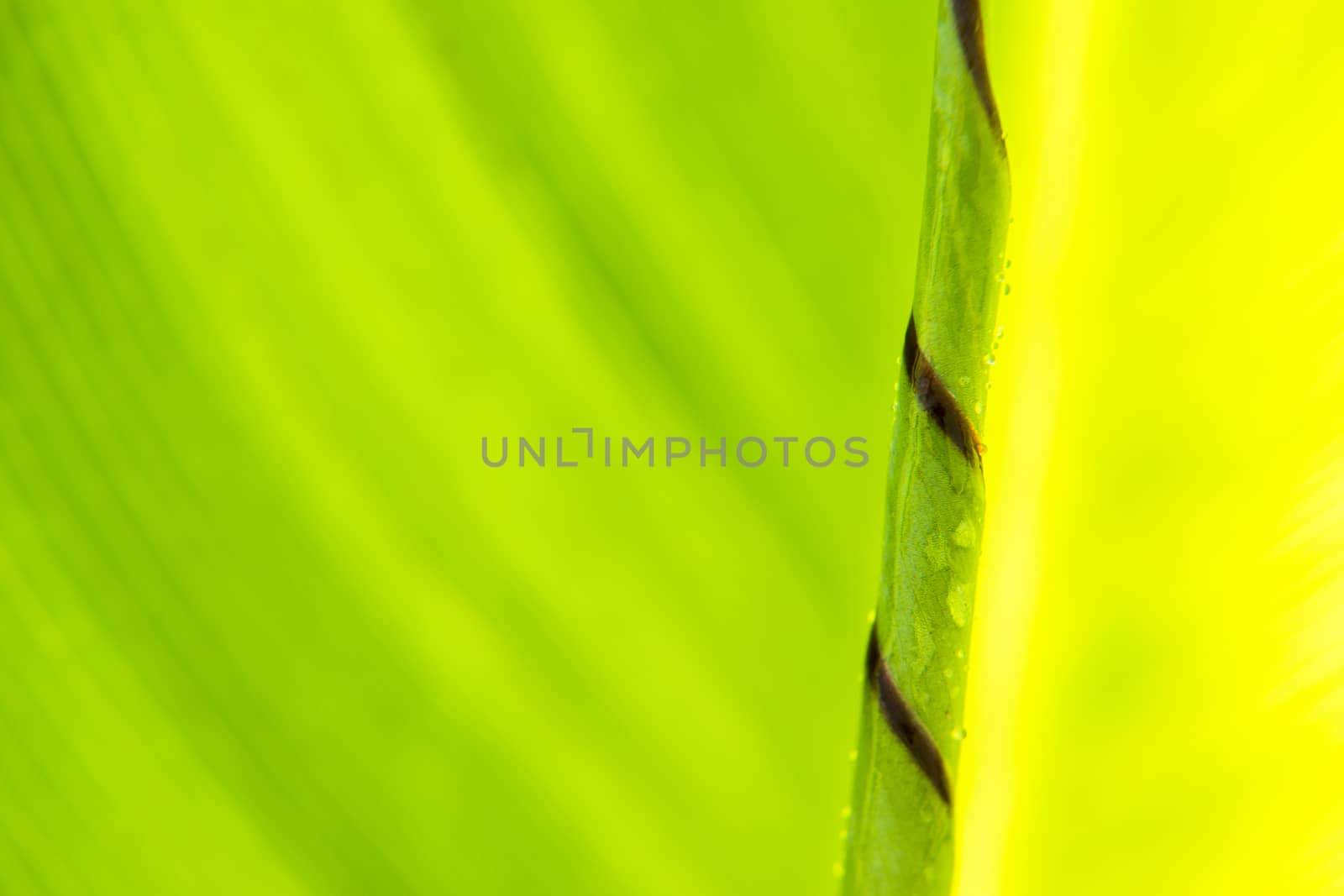 Closeup of a leaf in the garden during the day.