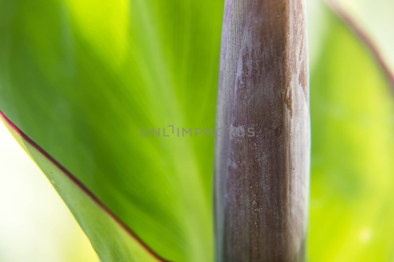 Closeup of a leaf by artistrobd