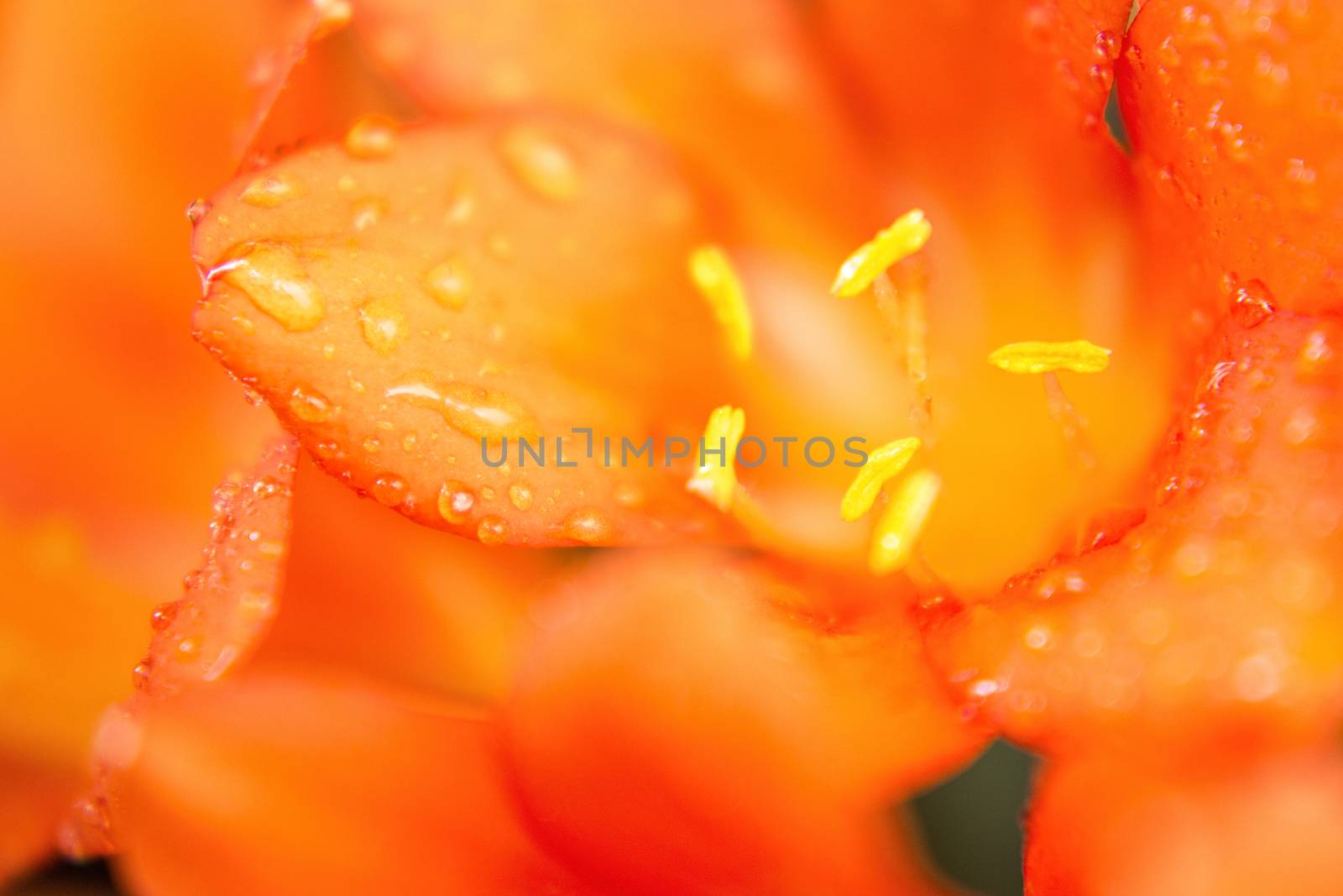 Closeup  of a flower by artistrobd