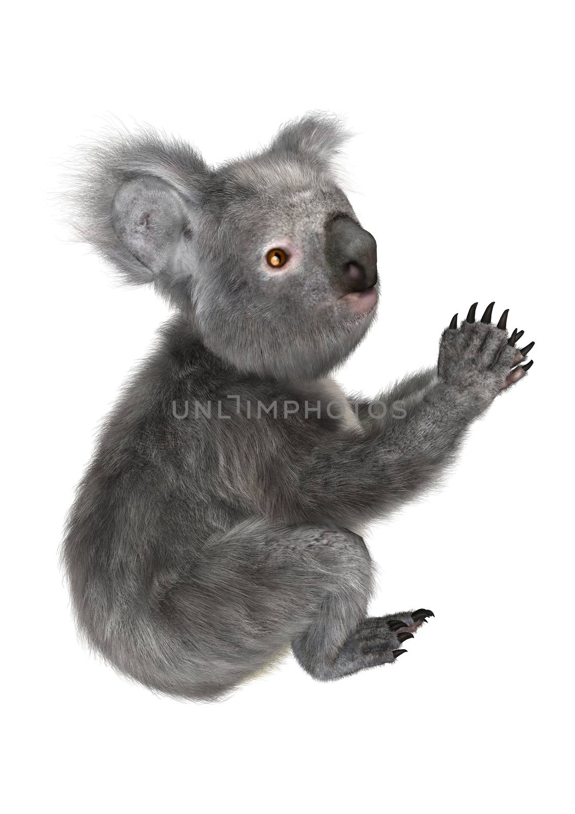 Koala by Vac