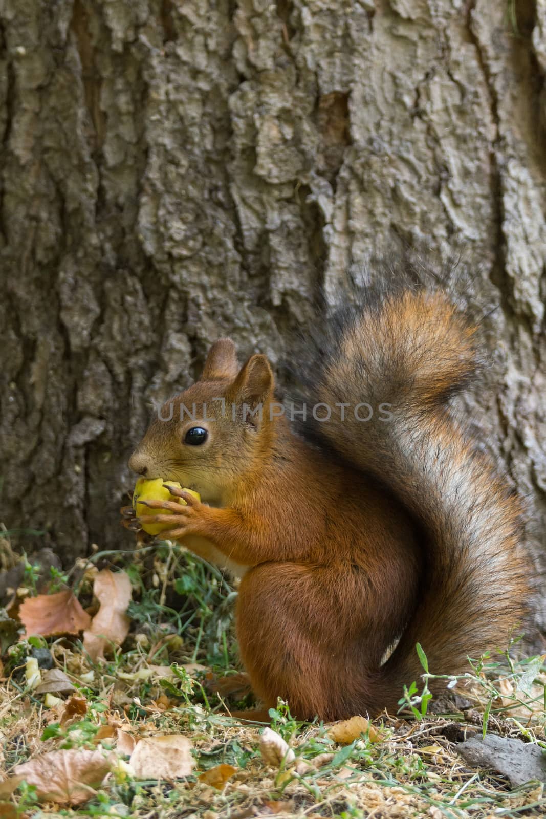 The photograph shows a squirrel on the tree