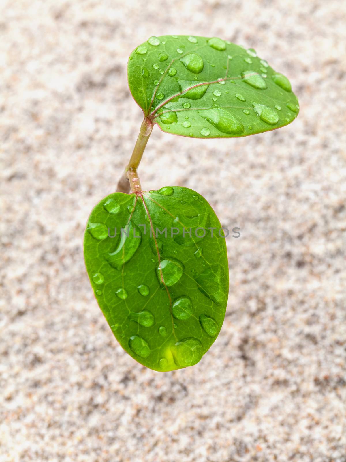 Close up raindrop on young plant growing in spring time. the beginnings from soil.