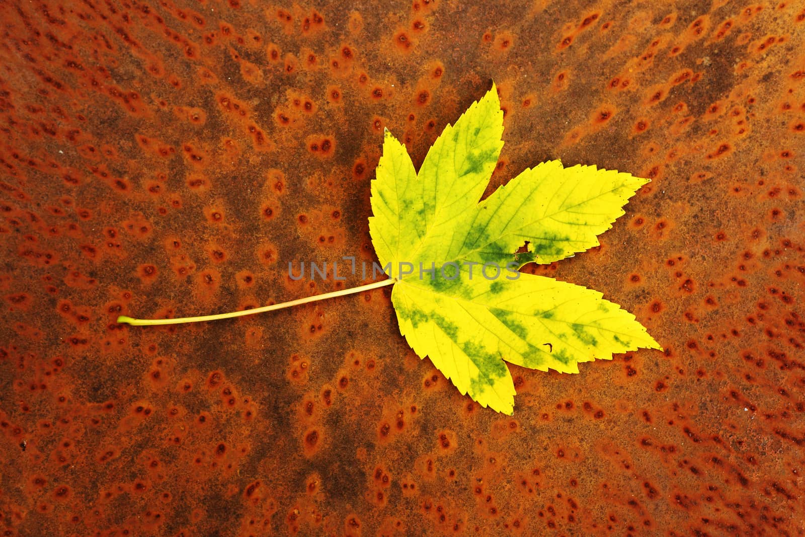 autumn leaf on a rusty grunge background