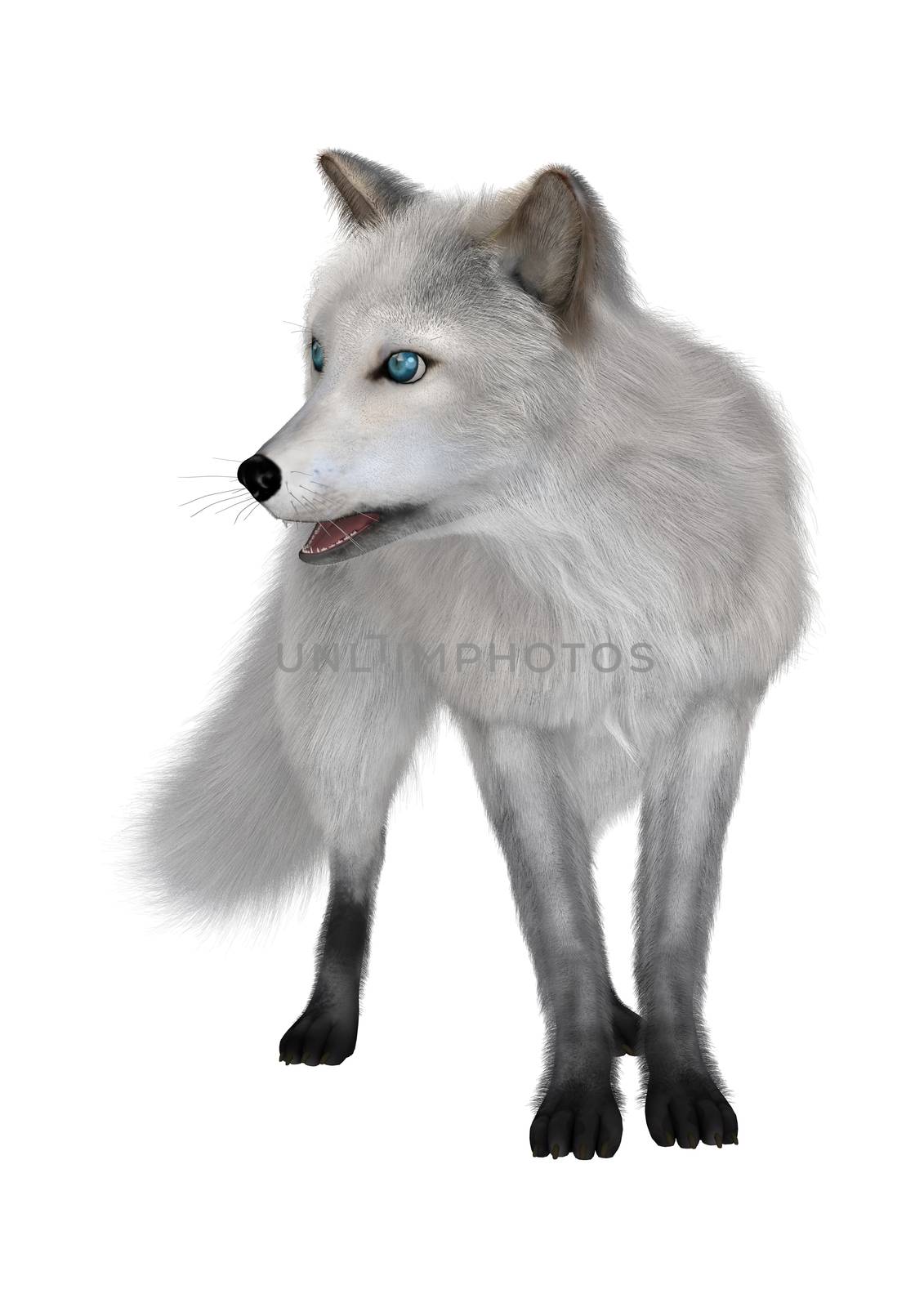 Arctic Fox by Vac